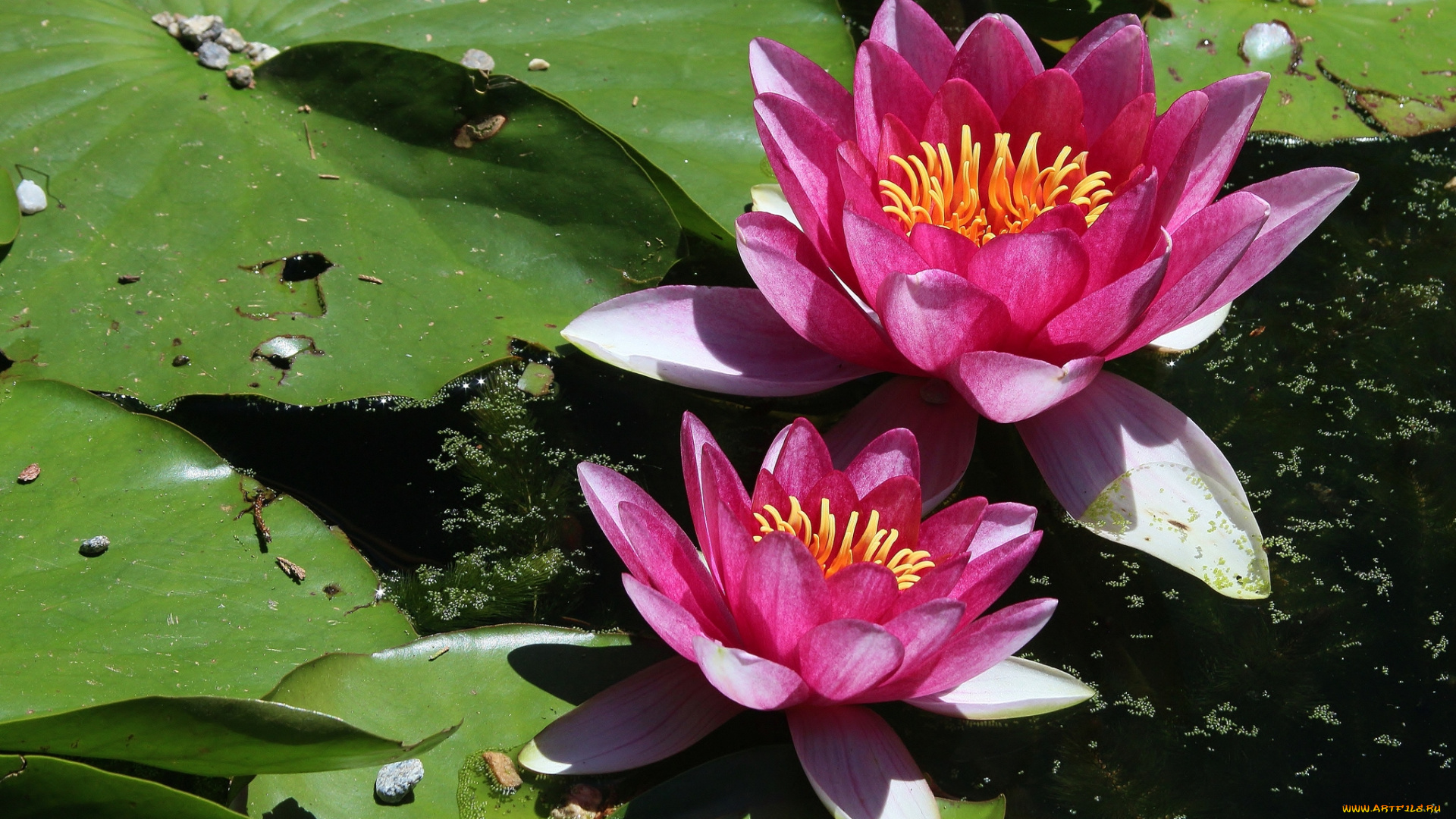 цветы, лилии, водяные, , нимфеи, , кувшинки, пара