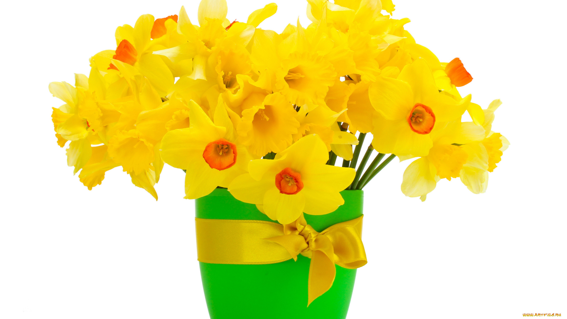цветы, нарциссы, бант, ведро