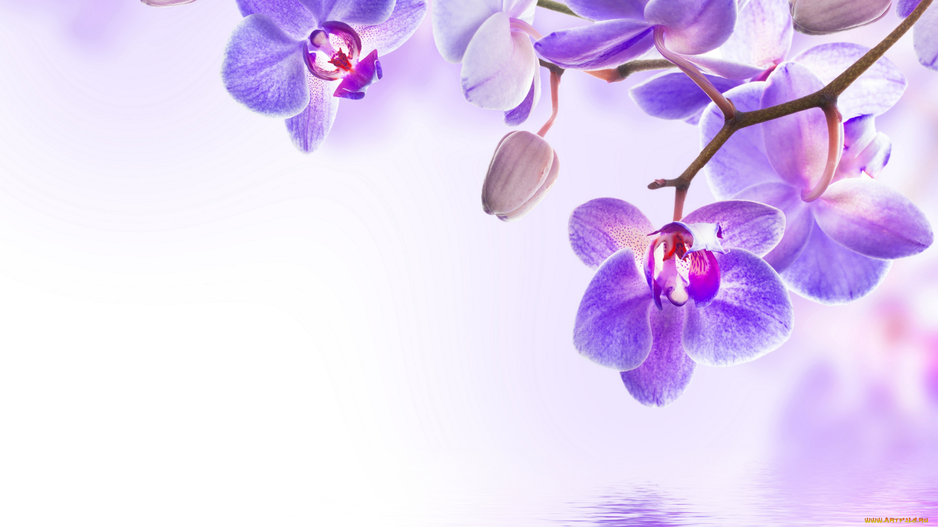 цветы, орхидеи, цветение, вода, beautiful, flowers, reflection, water, orchid, орхидея, purple