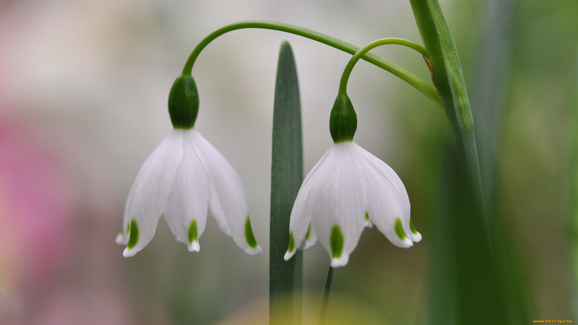 цветы, подснежники, , белоцветник, , пролески, макро