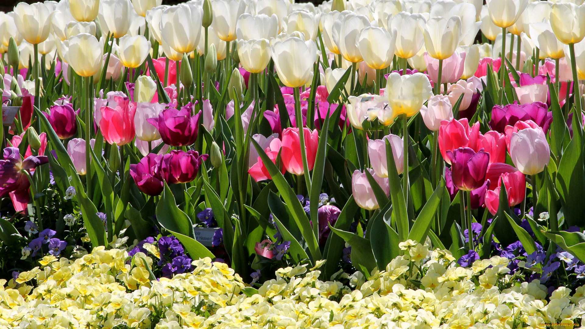 цветы, разные, вместе, тюльпаны, виола