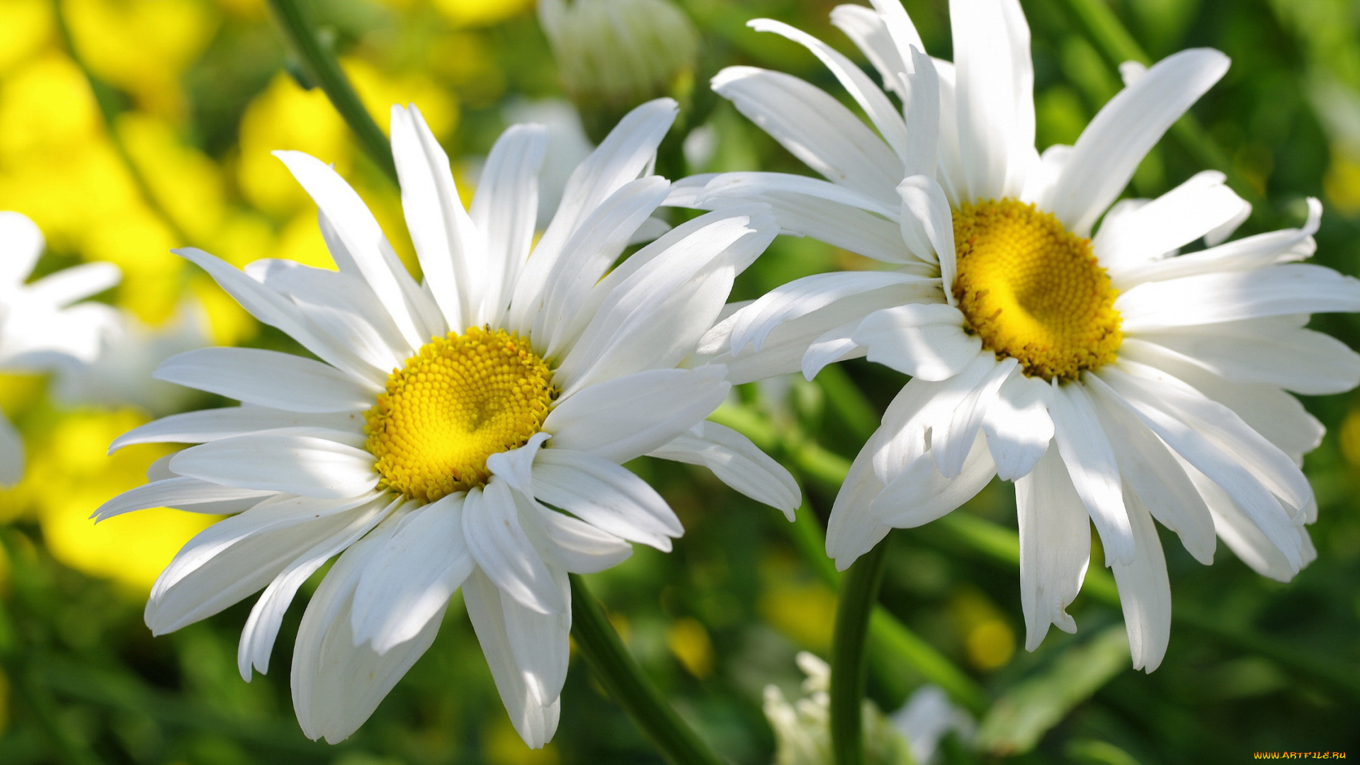 цветы, ромашки, пара
