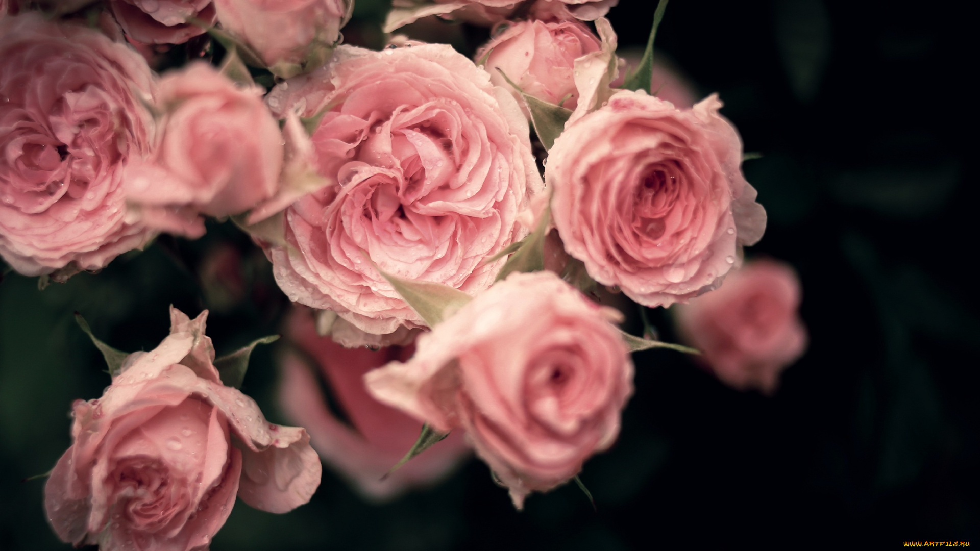 цветы, розы, букет, капли, лепестки