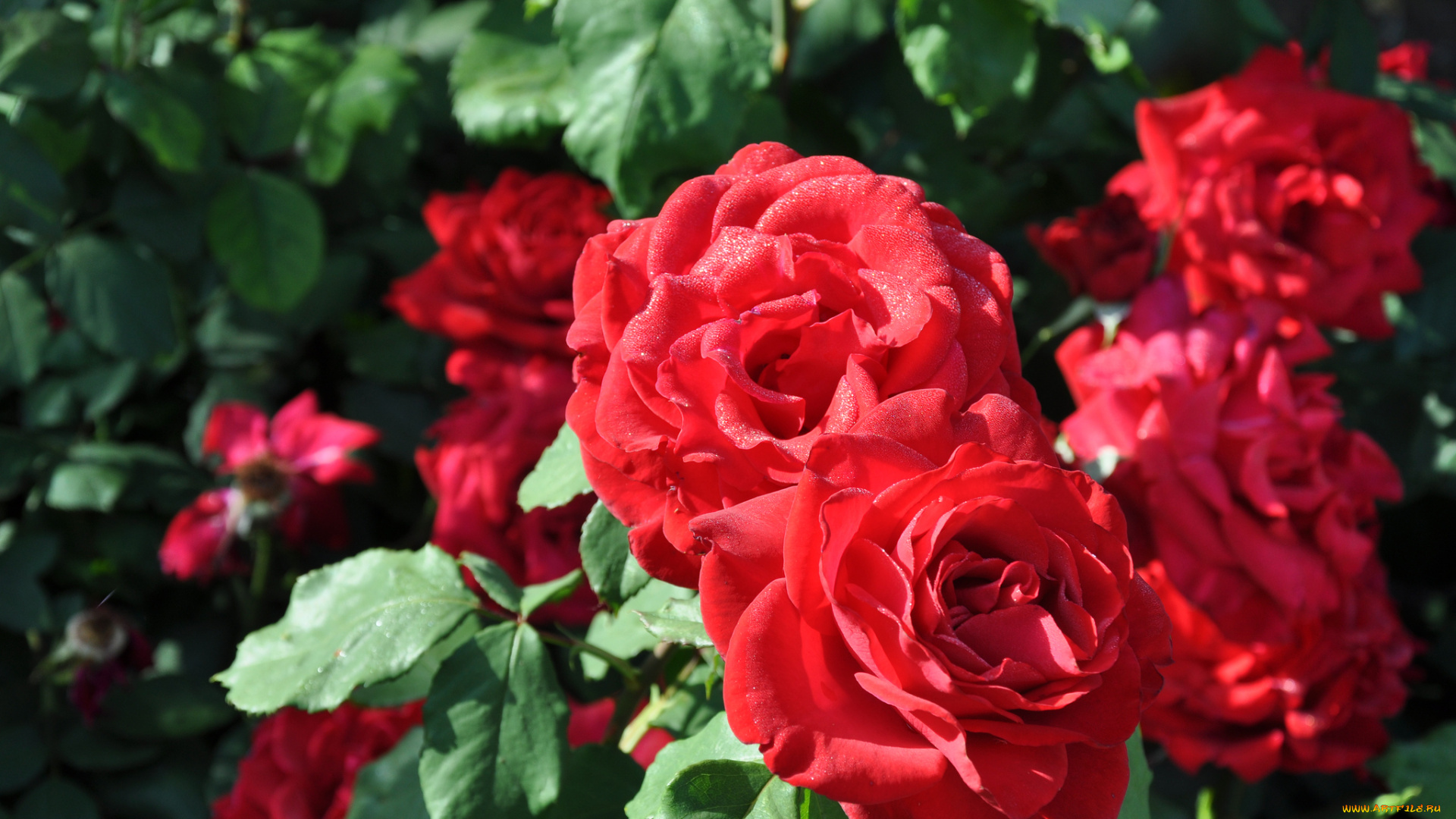 цветы, розы, красный