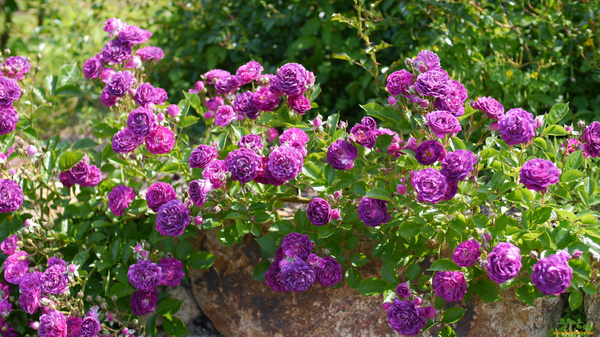 цветы, розы, лиловый