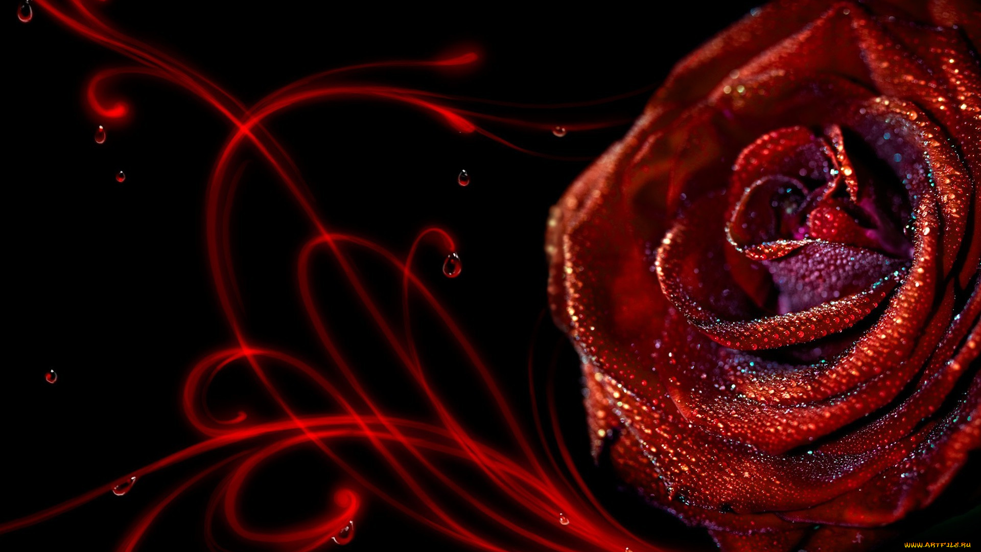 цветы, розы, роса, капли, цветок, красная, роза, завитки