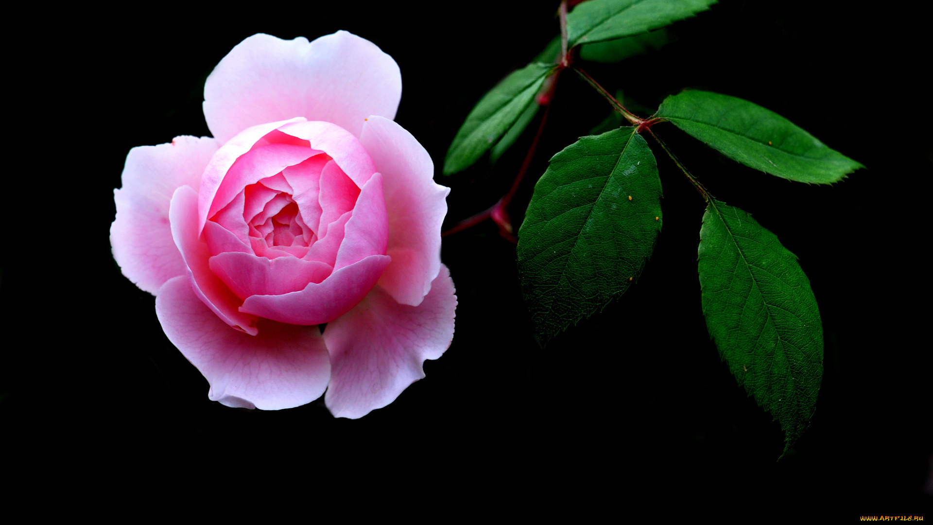 цветы, розы, розовый