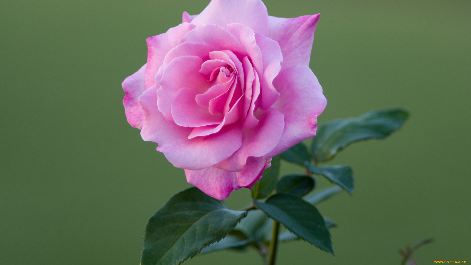 цветы, розы, стебель, бутон, листья