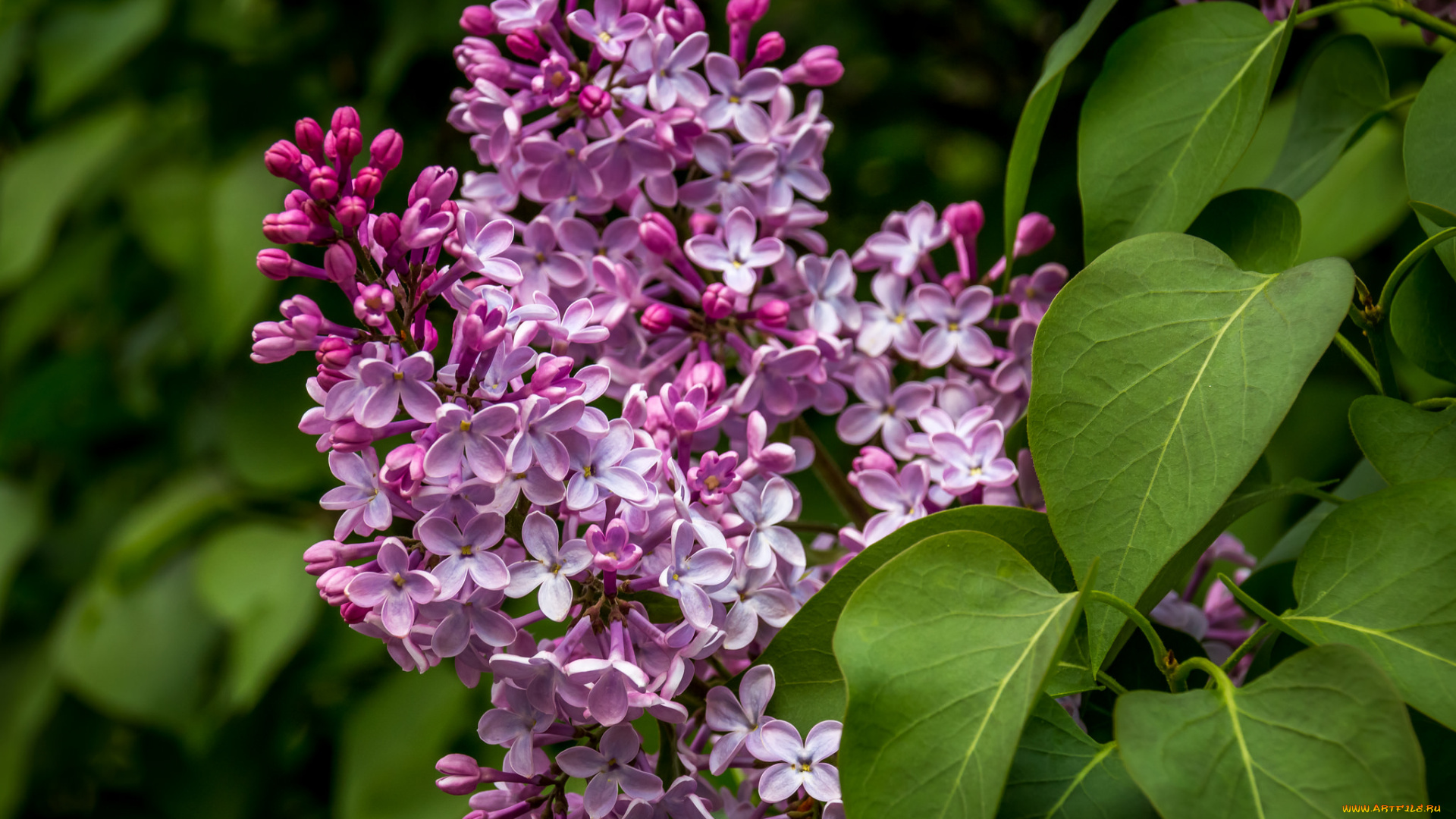 цветы, сирень, гроздь