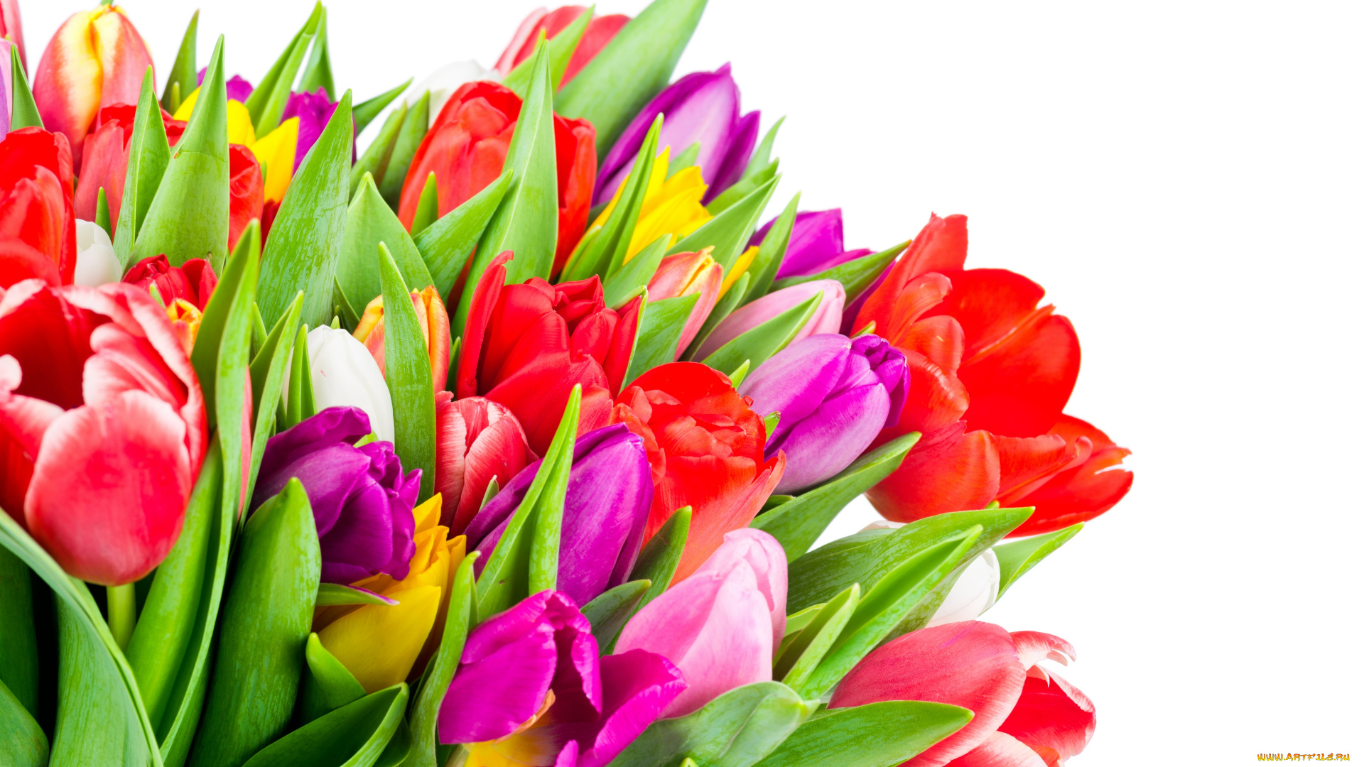 цветы, тюльпаны, colorful, tulips, flowers
