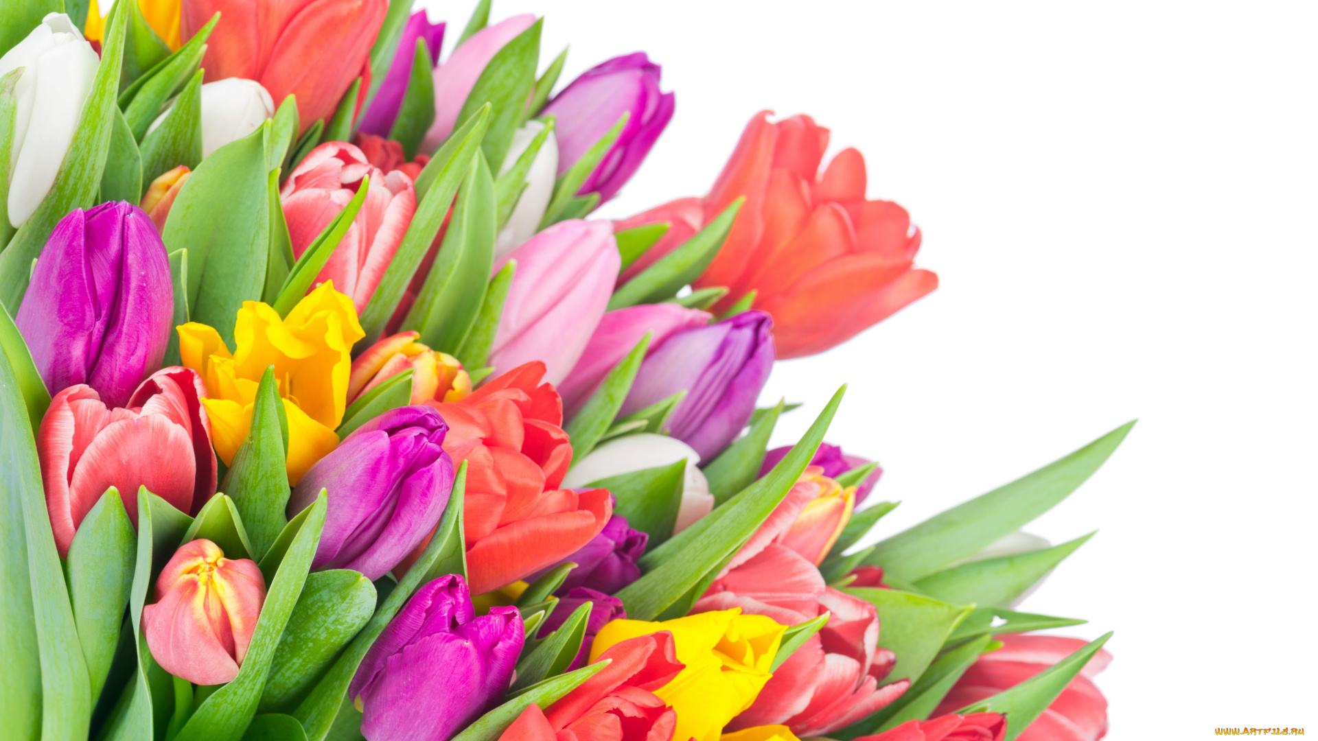 цветы, тюльпаны, colorful, tulips, flowers