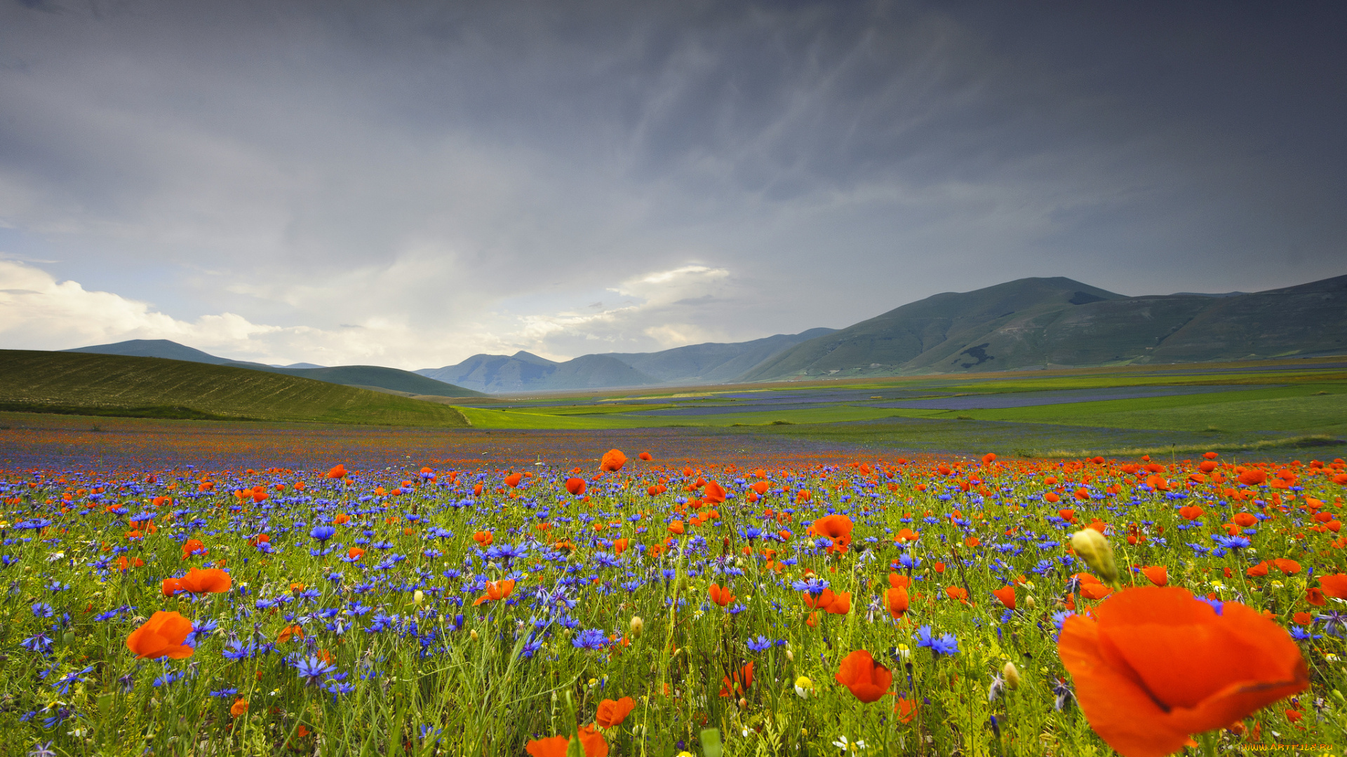 природа, луга, цветы, долина, умбрия, горы, италия, васильки, маки