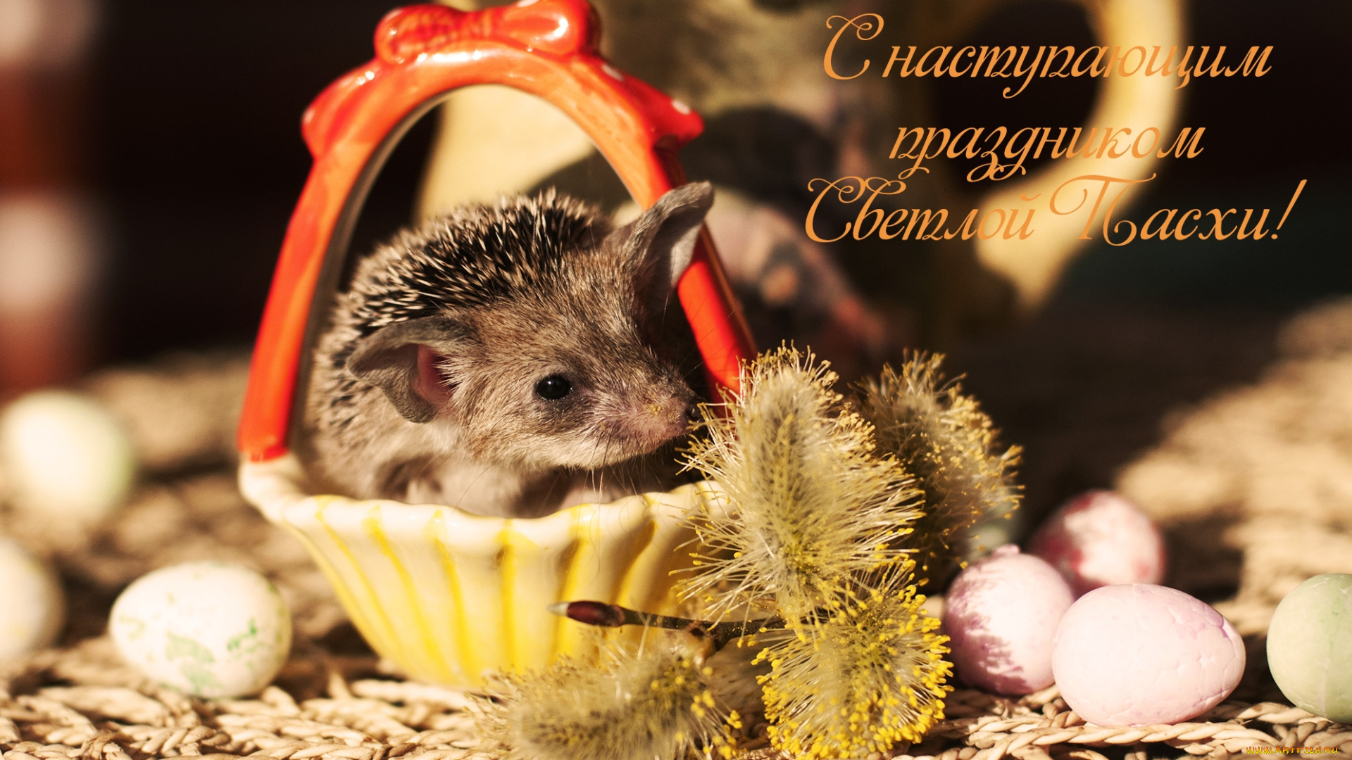 животные, ежи, пасха, колючки, верба