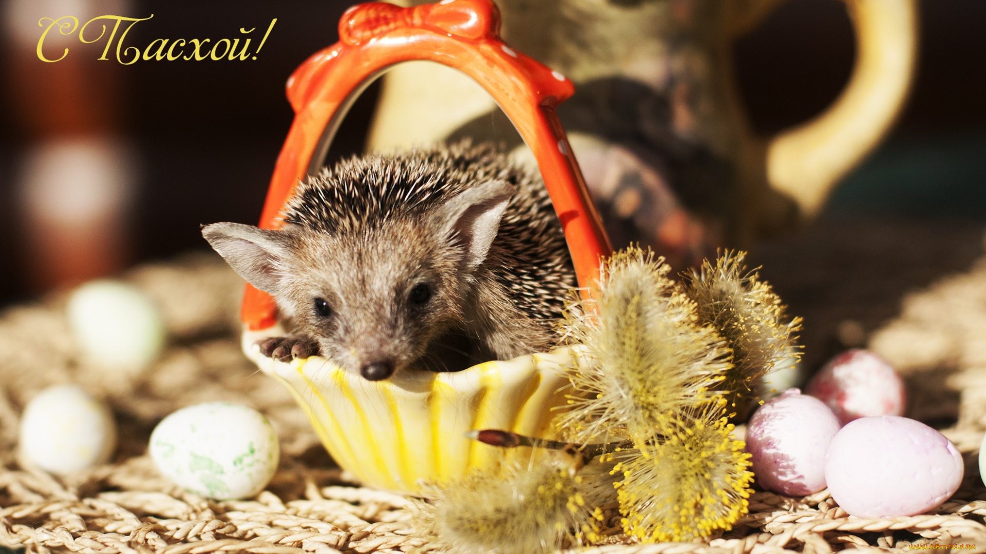 животные, ежи, пасха, колючки, верба