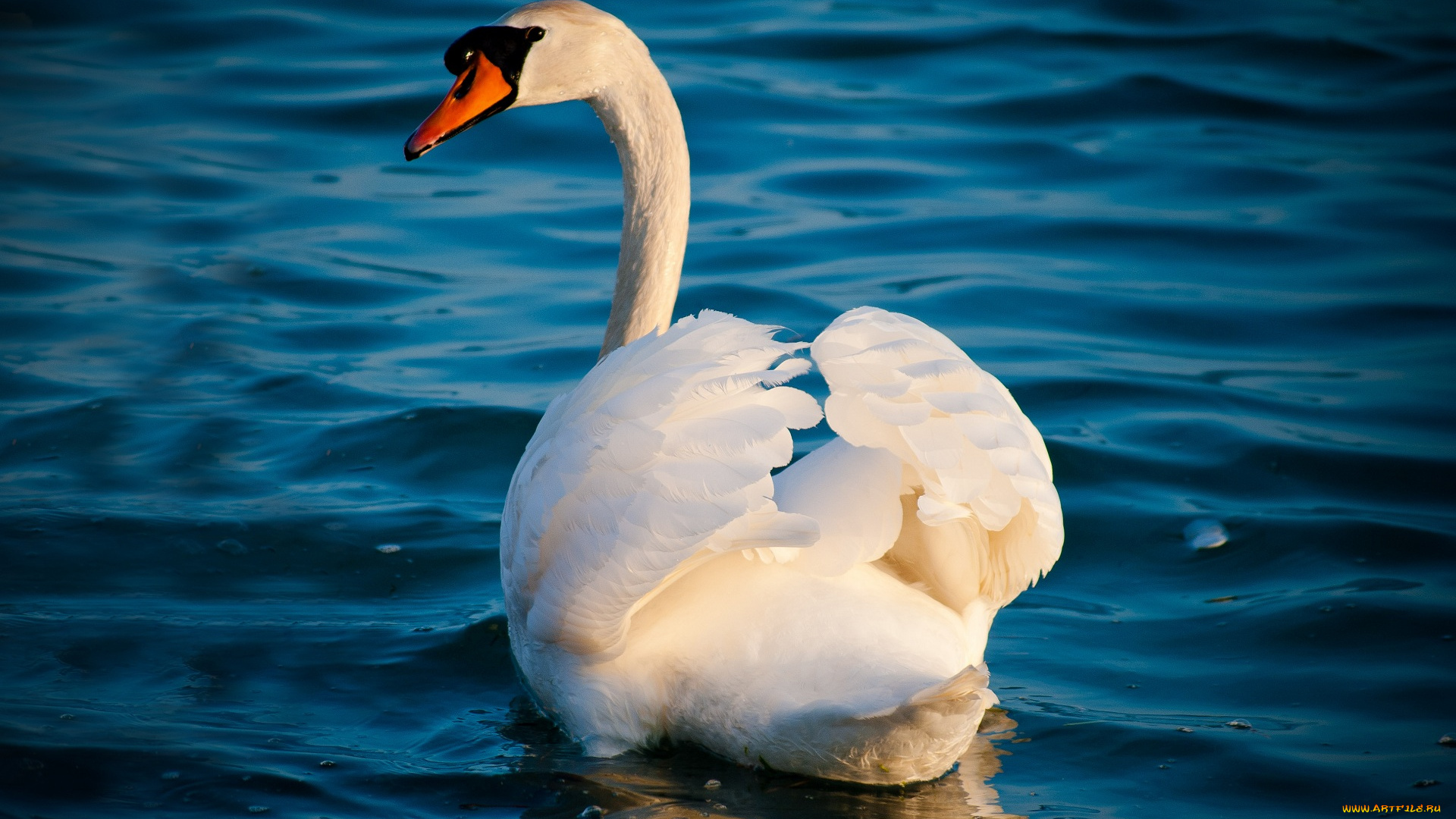 животные, лебеди, вода, грация, белый, волны