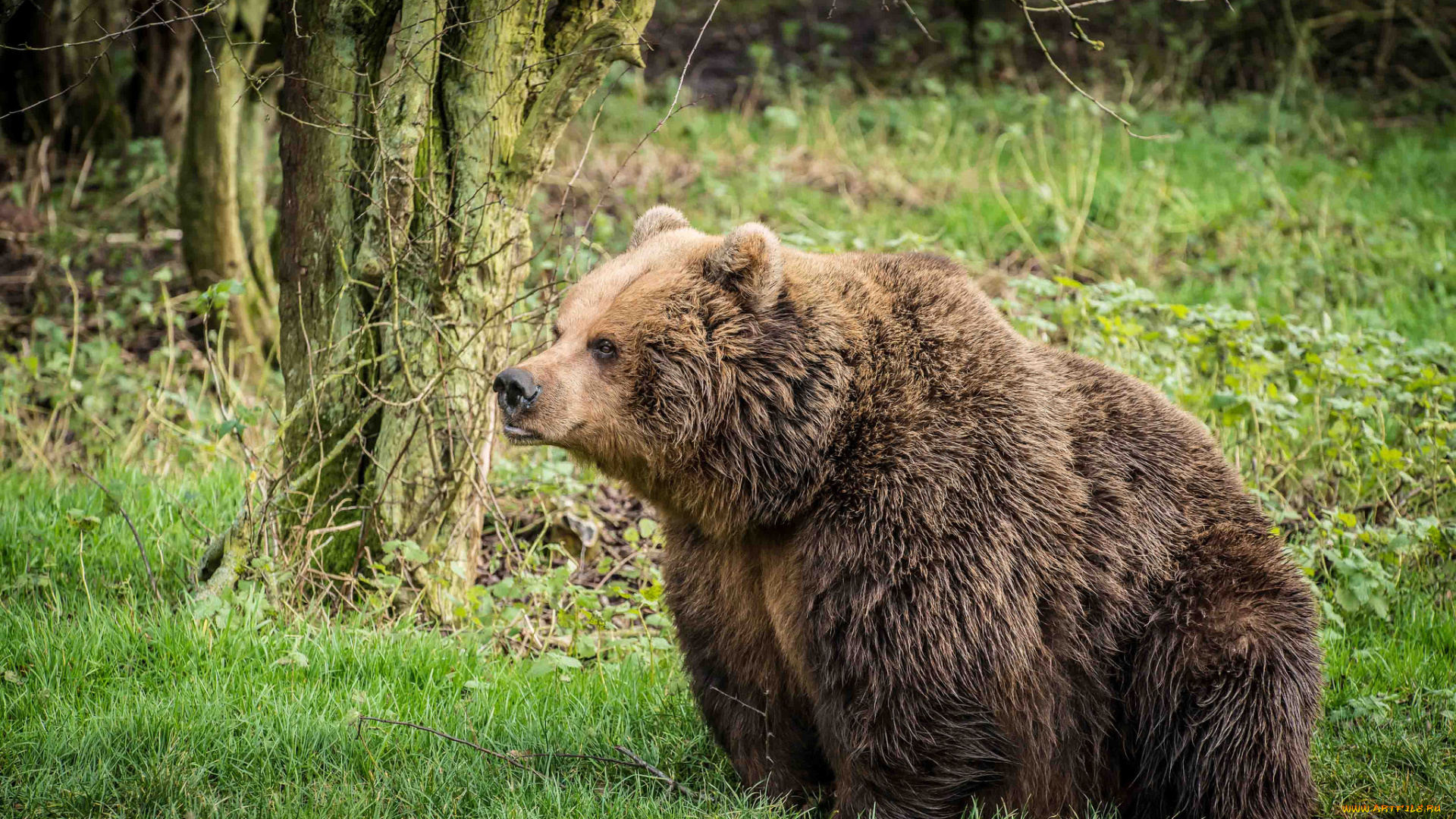животные, медведи, бурый