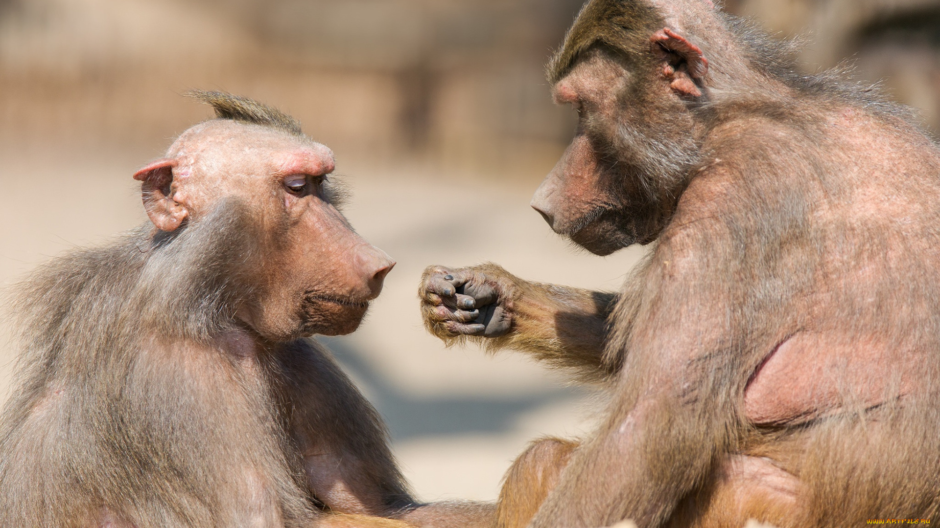 животные, обезьяны