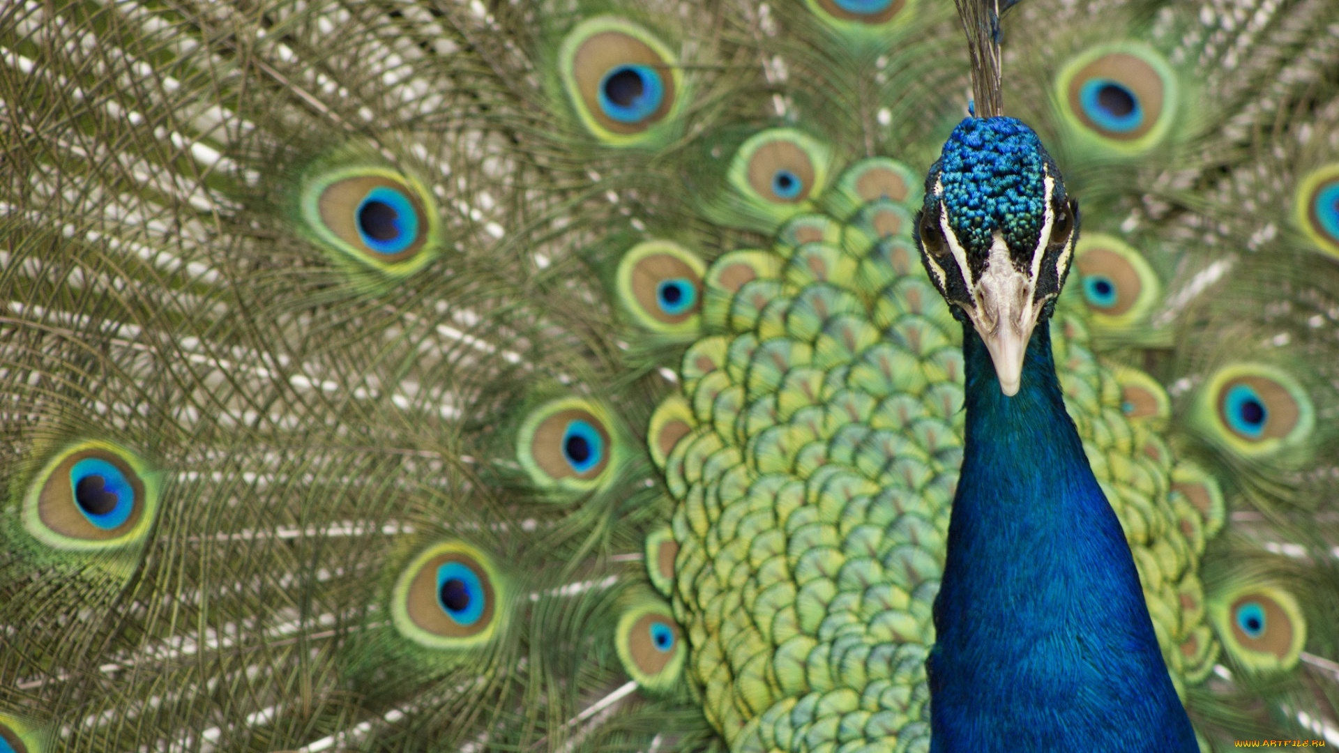 животные, павлины, портрет, хвост