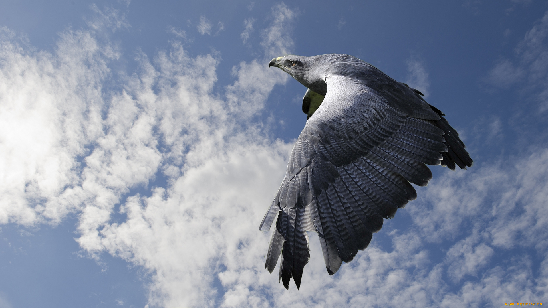 животные, птицы, -, хищники, полет
