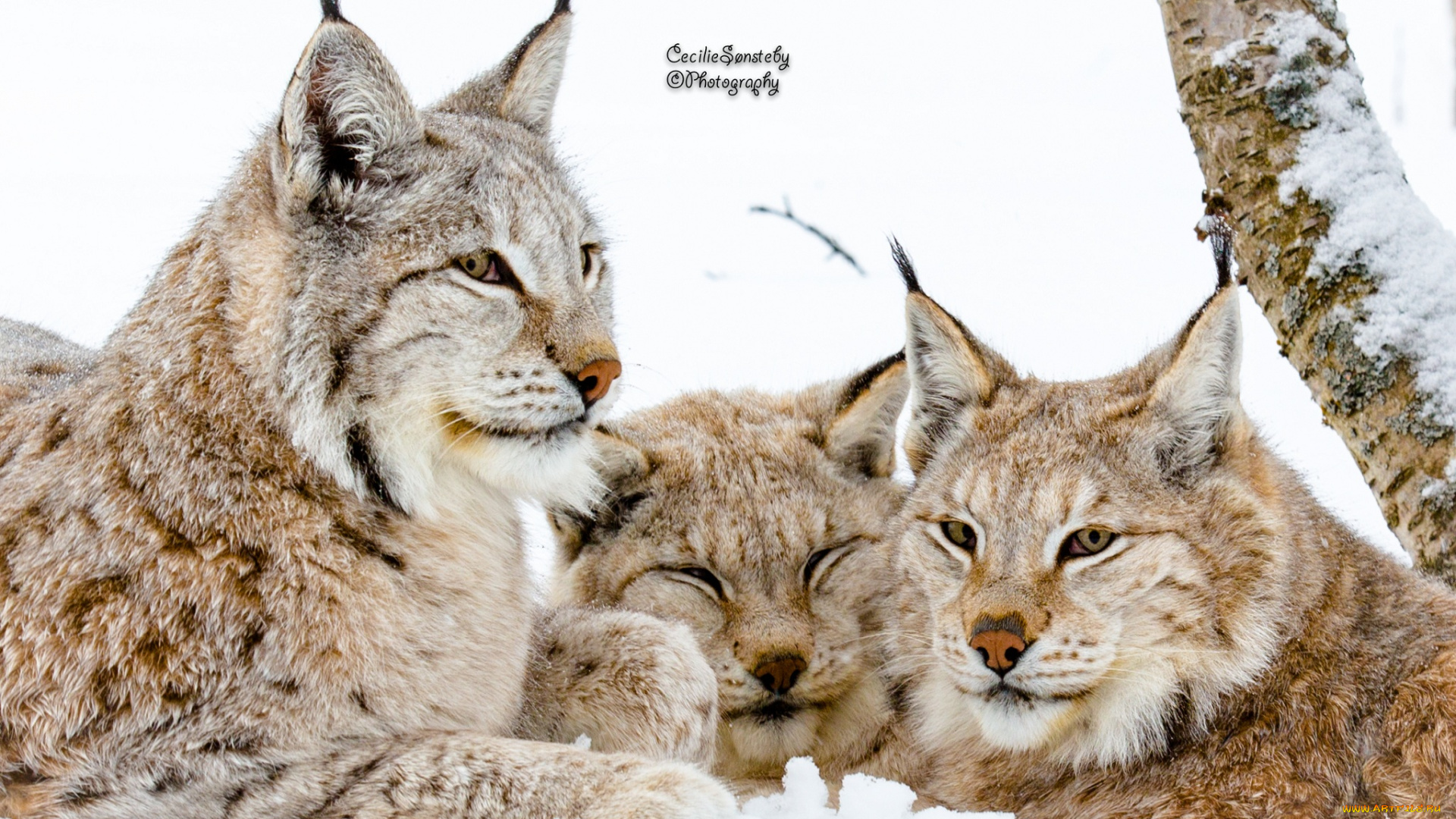 животные, рыси, лес, зима, снег, трио, семья, кошки
