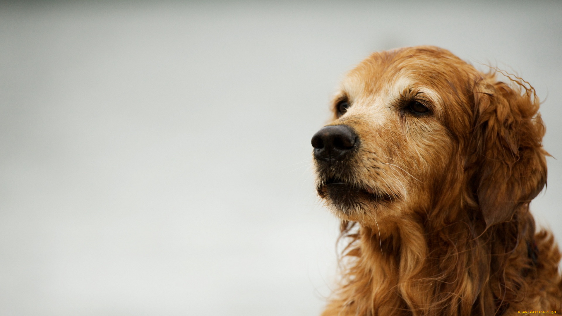 животные, собаки, фон, ретривер