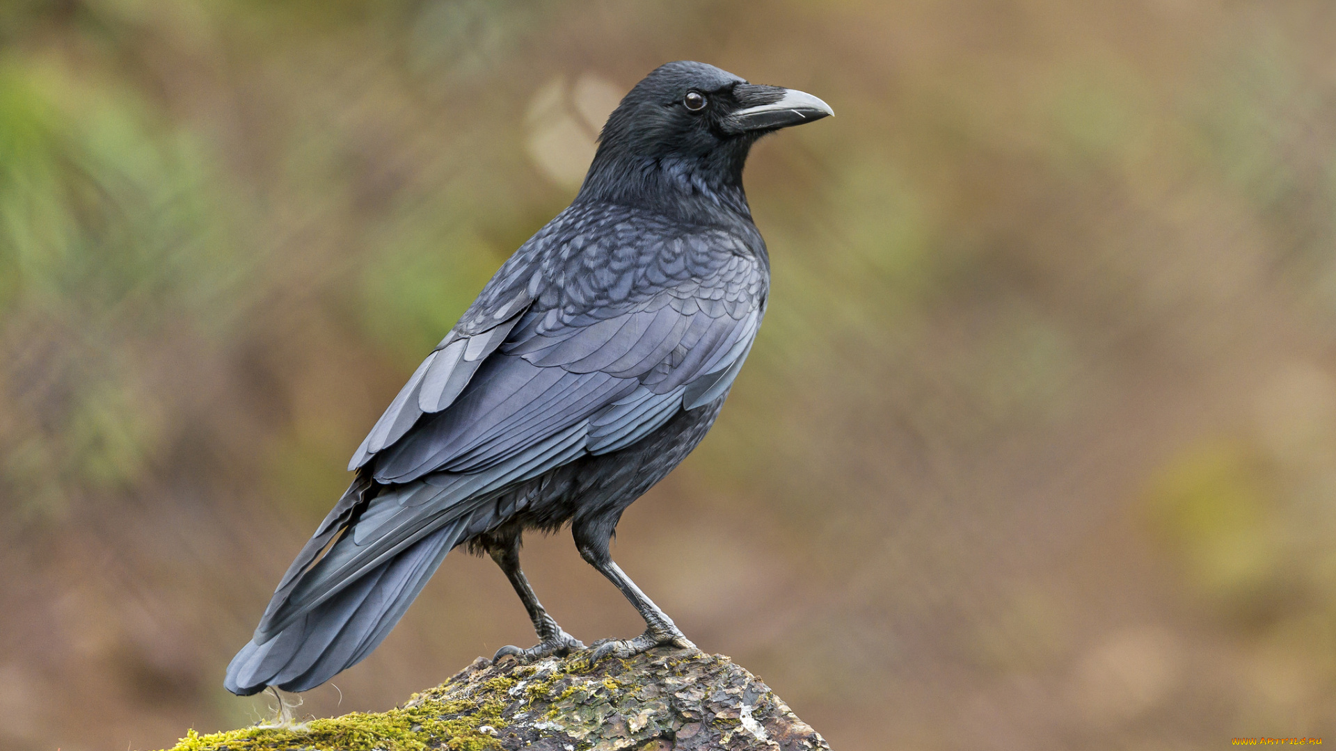 животные, вороны, , грачи, , галки, ворон