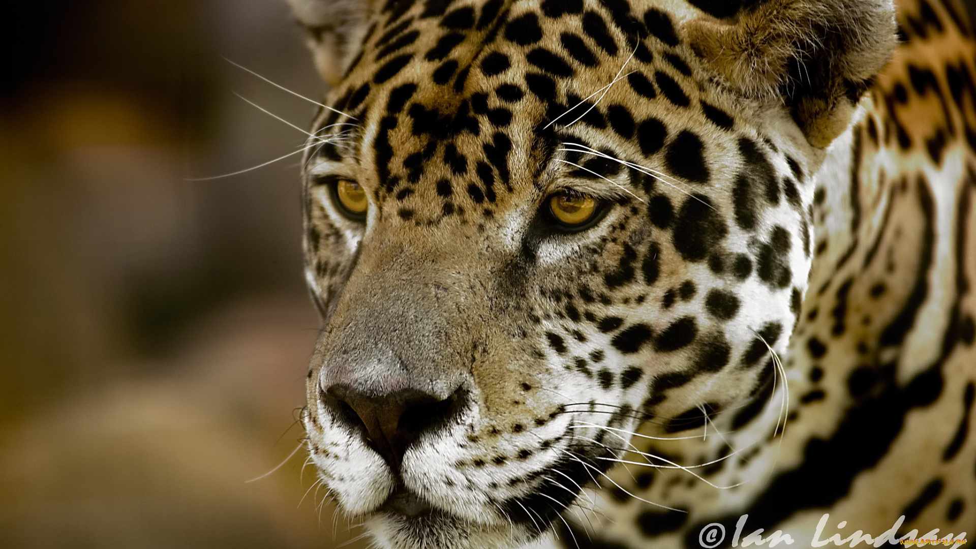 животные, Ягуары, хищник, взгляд, морда