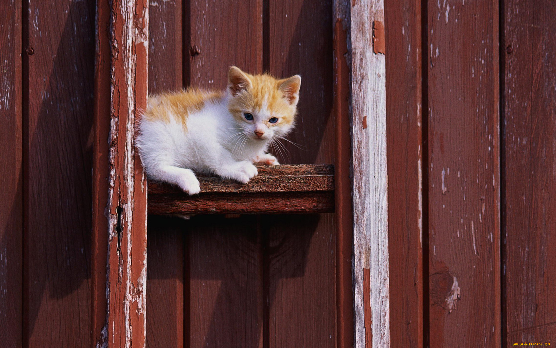 животные, коты, белый, рыжий, котенок