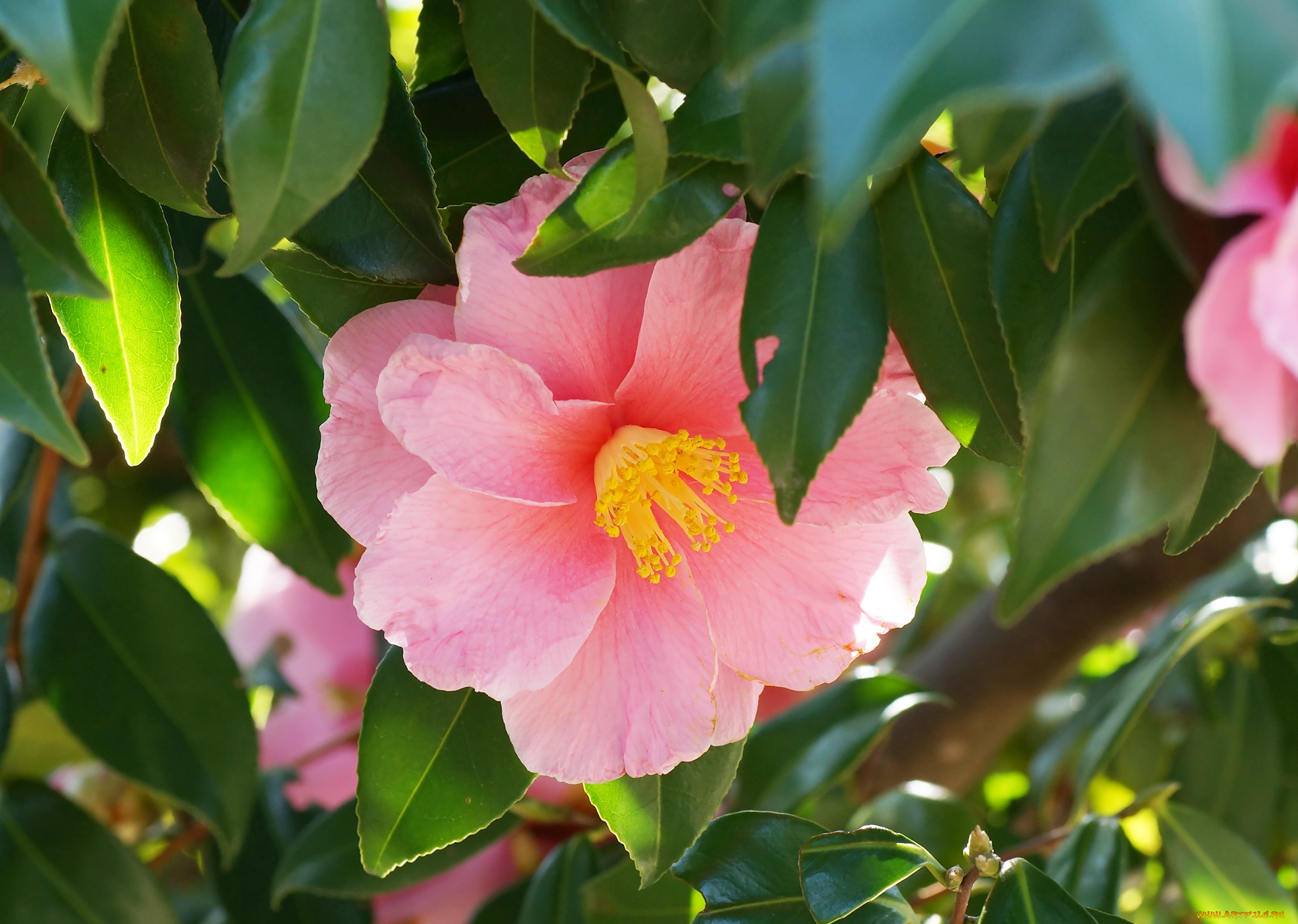 цветы, камелии, розовый