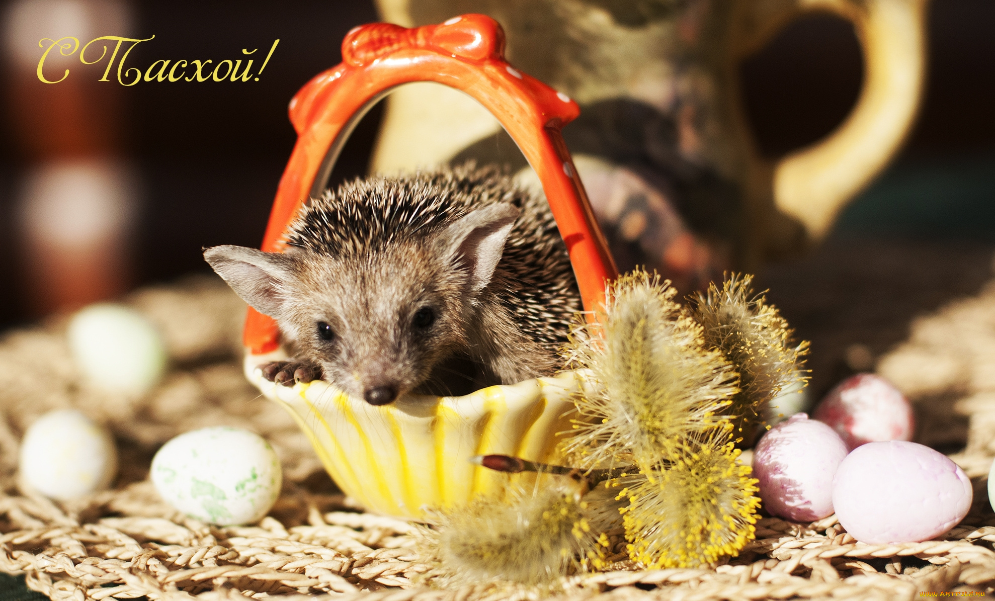 животные, ежи, пасха, колючки, верба