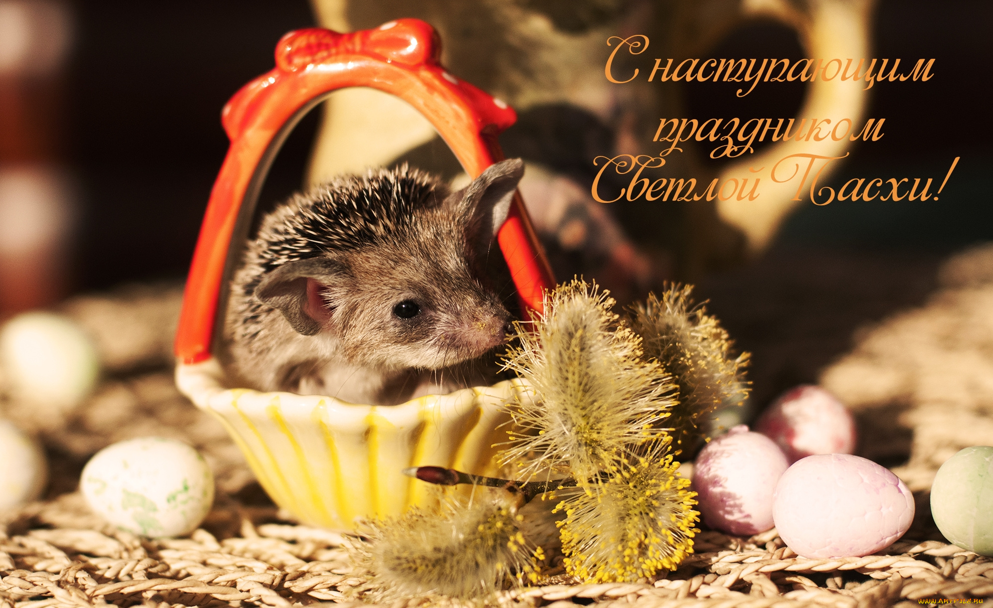 животные, ежи, пасха, колючки, верба