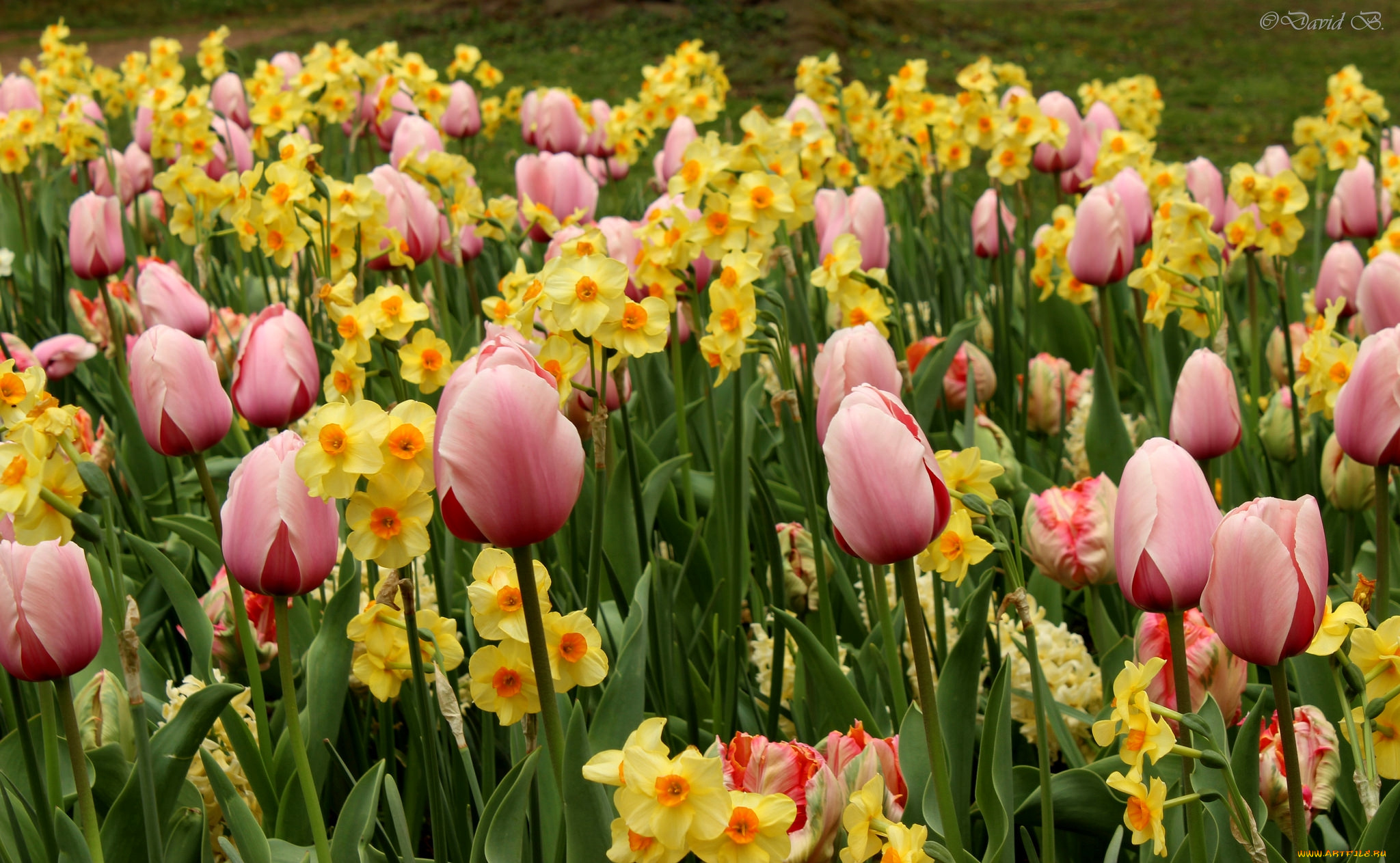 цветы, разные, вместе, нарциссы, тюльпаны