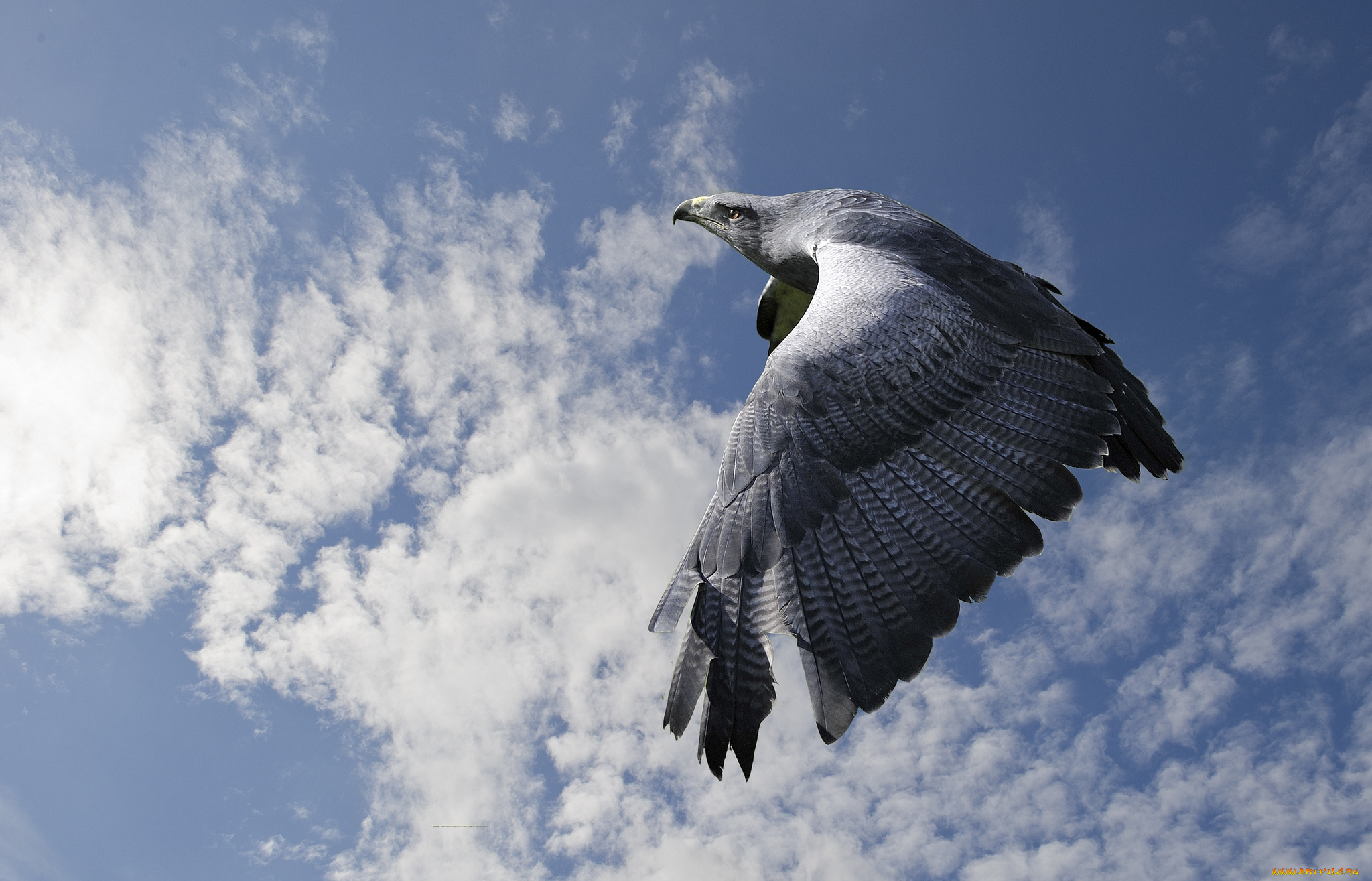 животные, птицы, -, хищники, полет