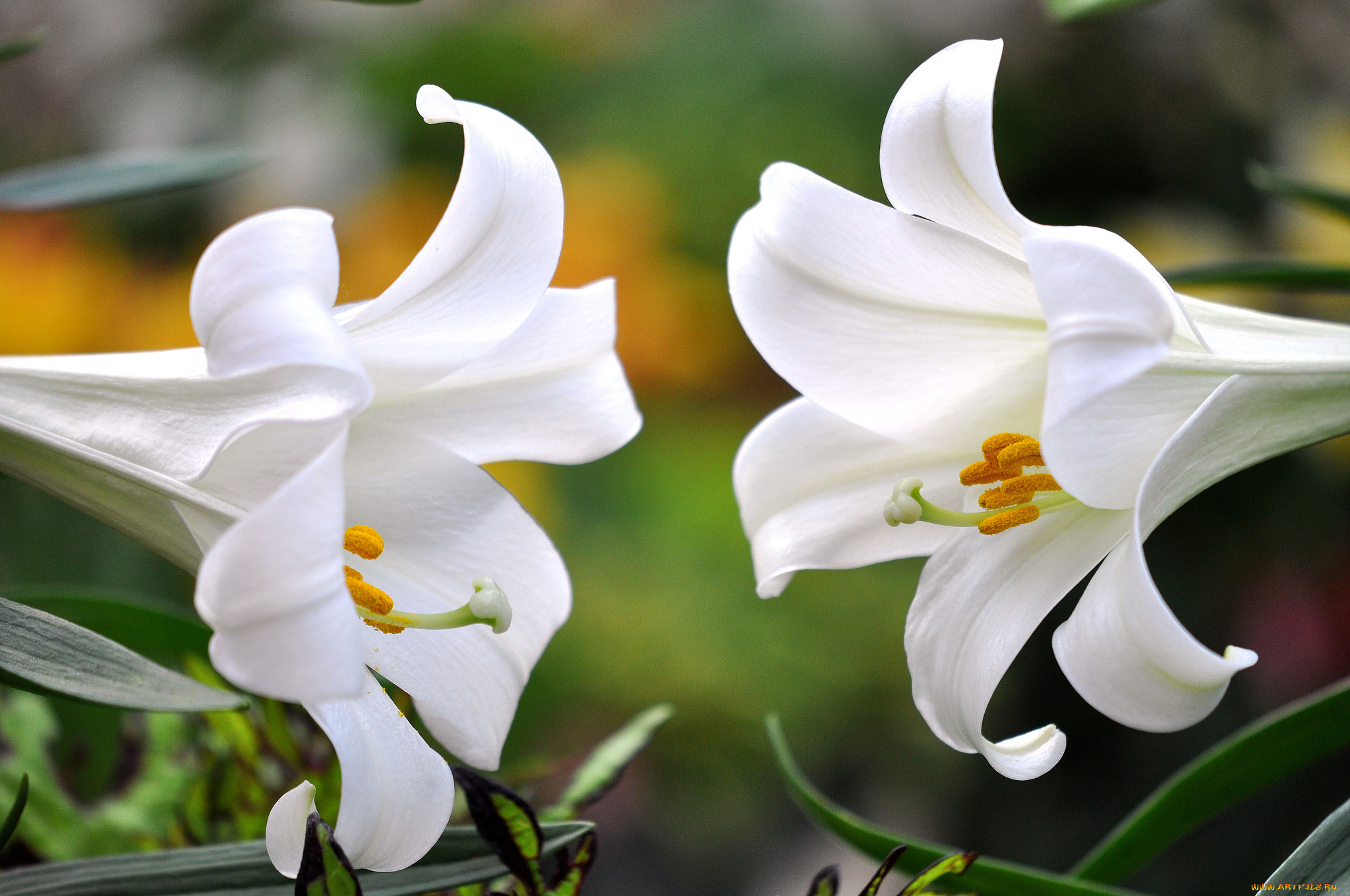 цветы, лилии, , лилейники, макро