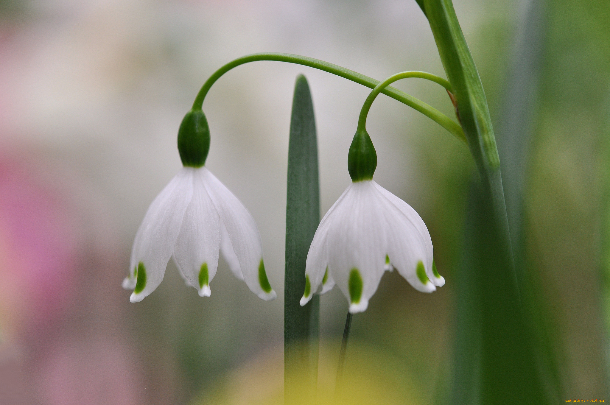 цветы, подснежники, , белоцветник, , пролески, макро