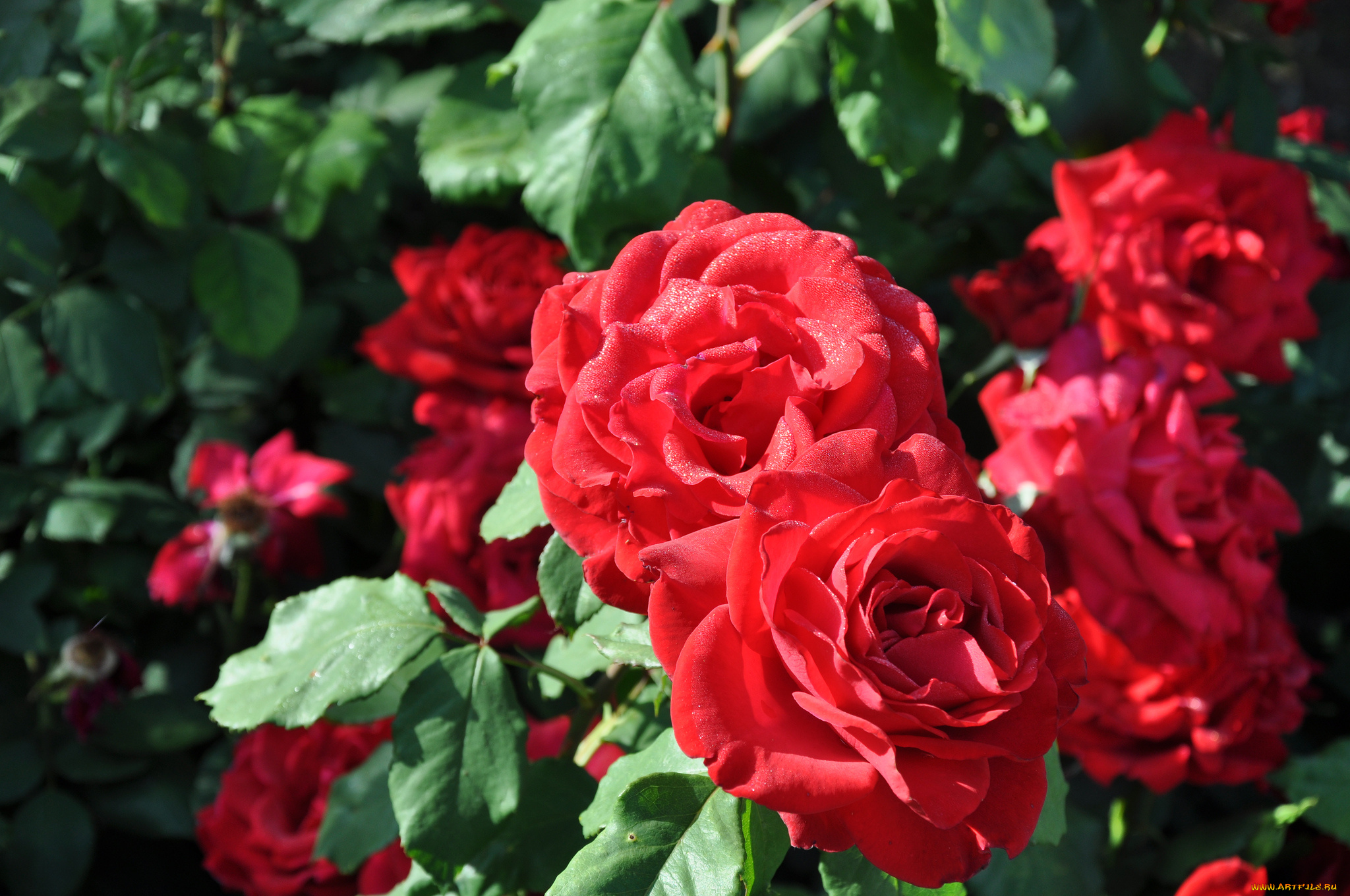 цветы, розы, красный