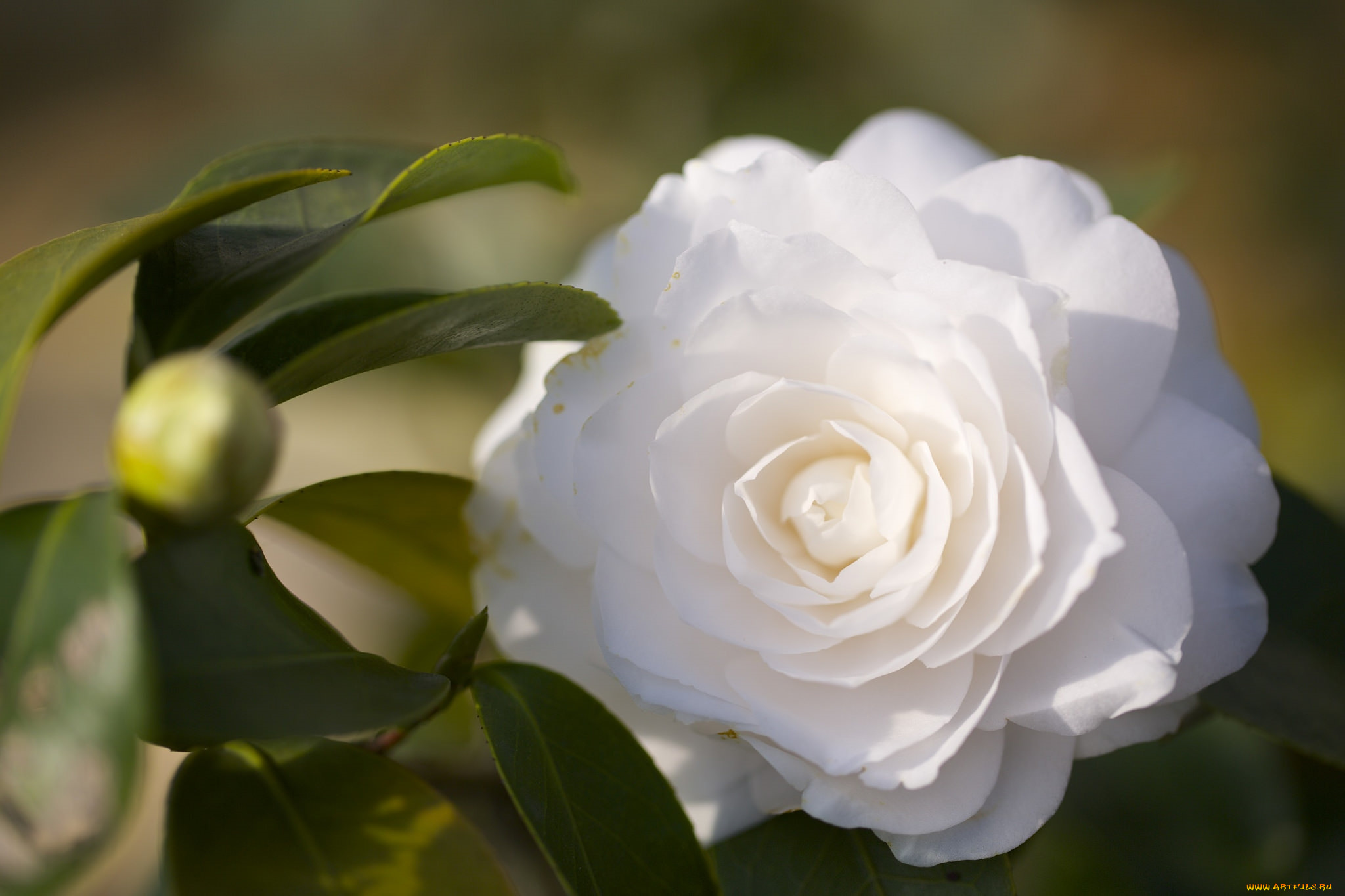 цветы, камелии, белый