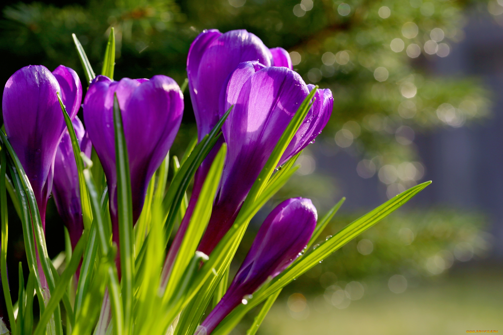 цветы, крокусы