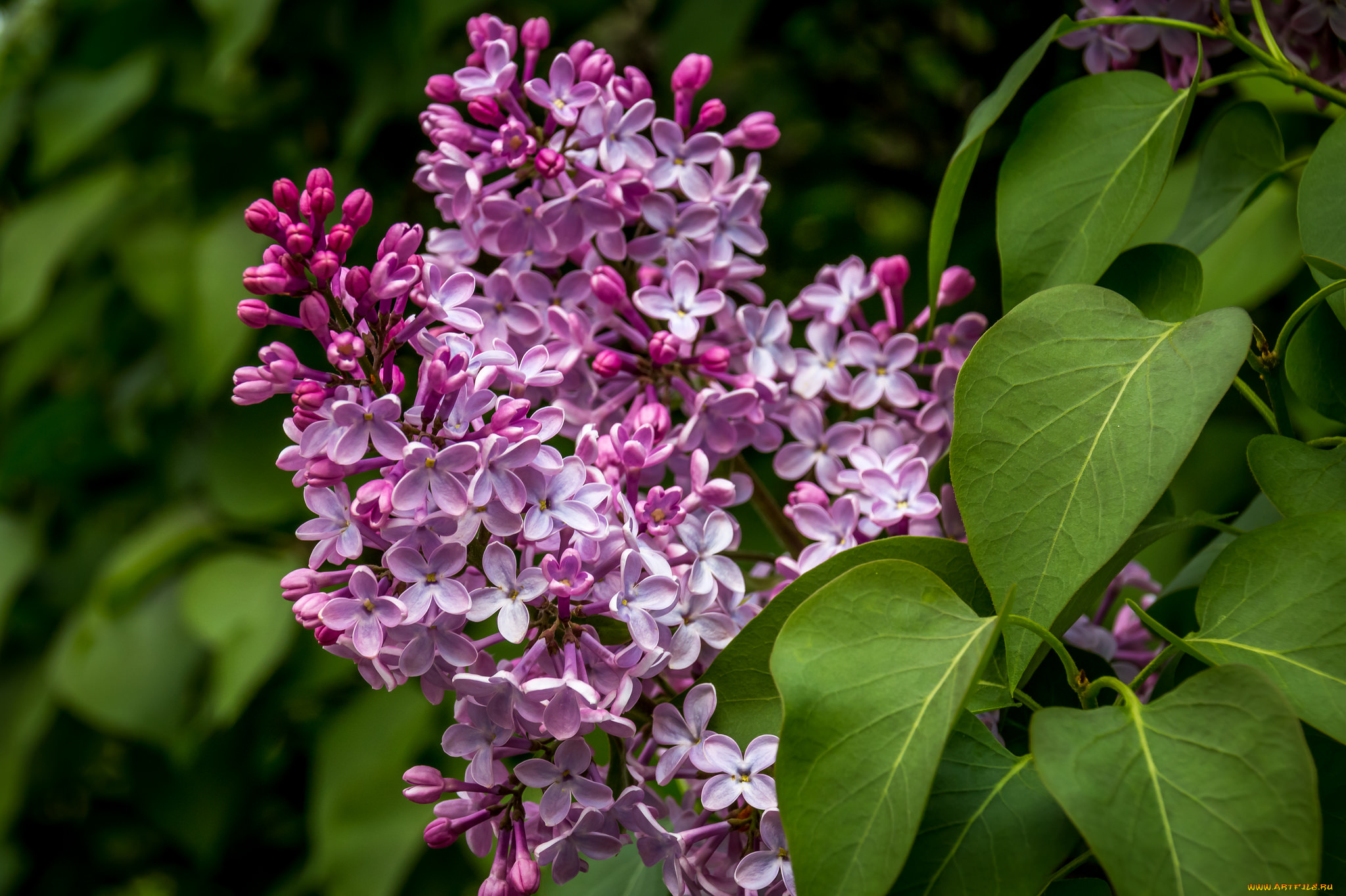 цветы, сирень, гроздь