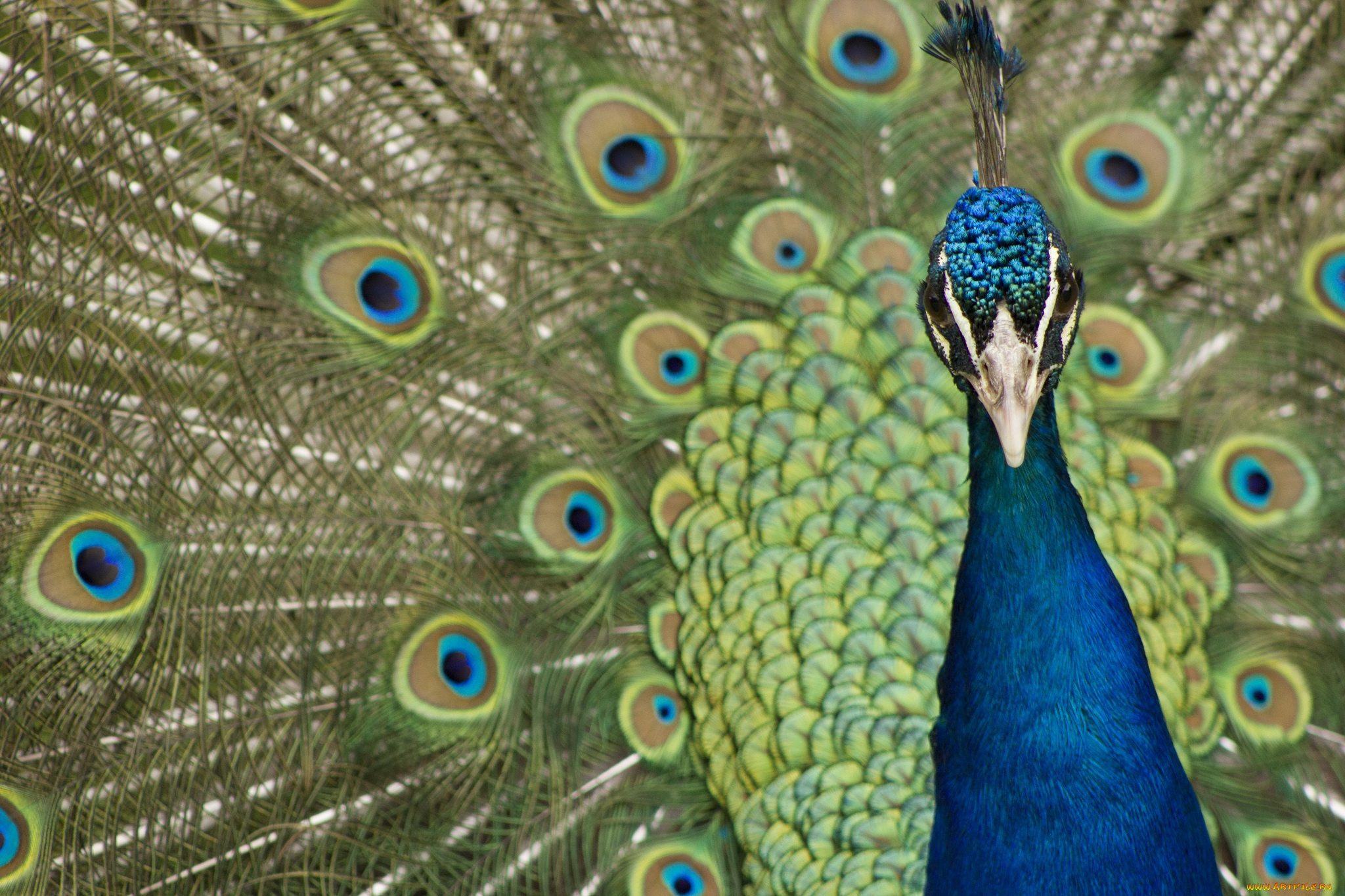 животные, павлины, портрет, хвост