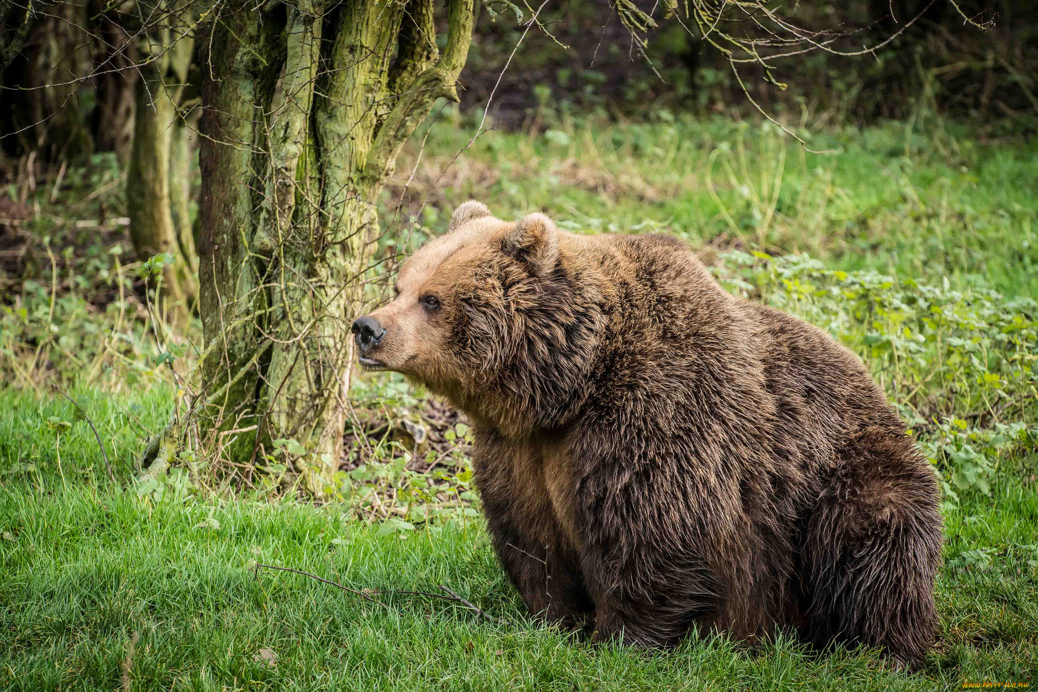 животные, медведи, бурый