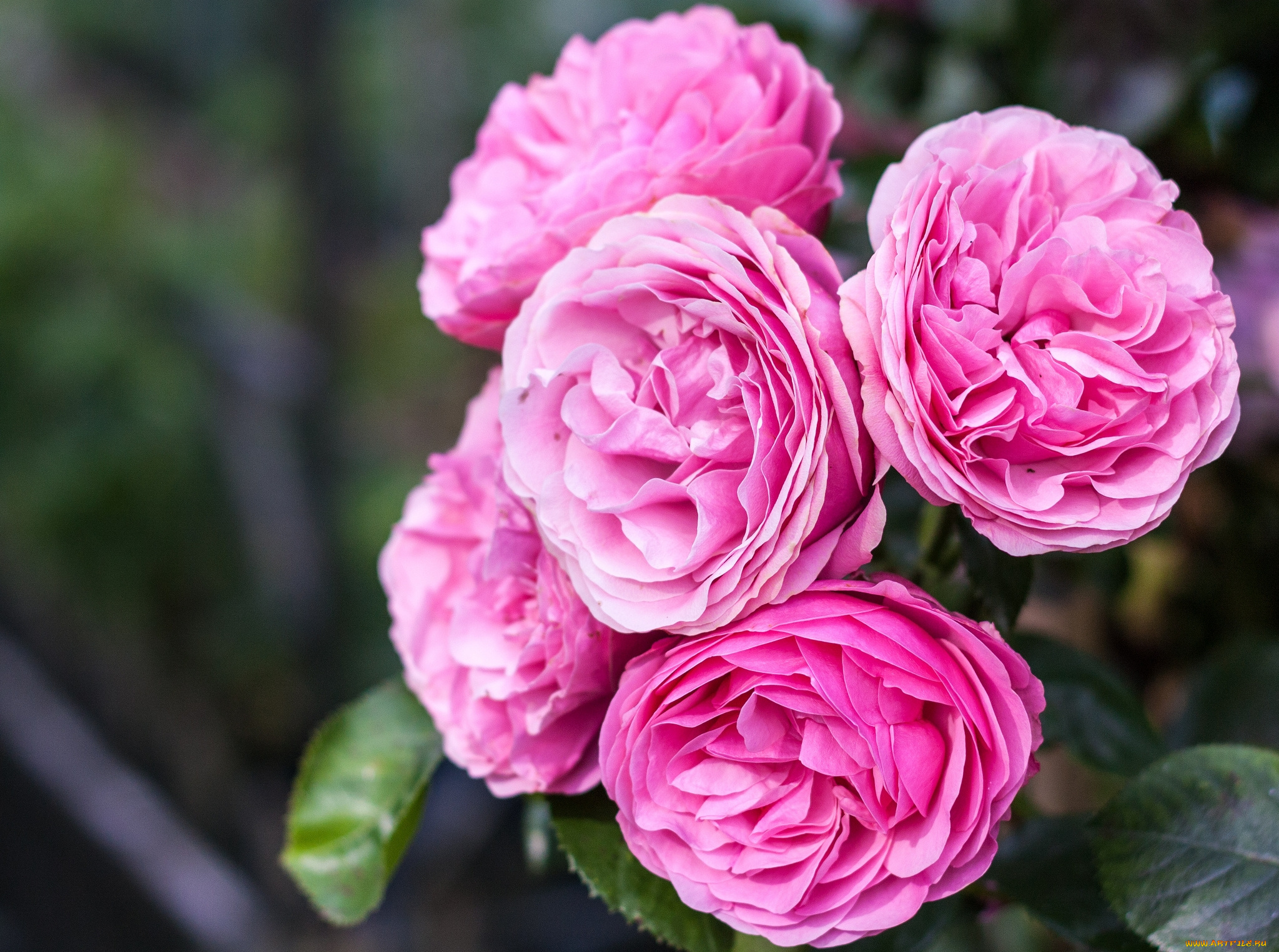 цветы, розы, розовый