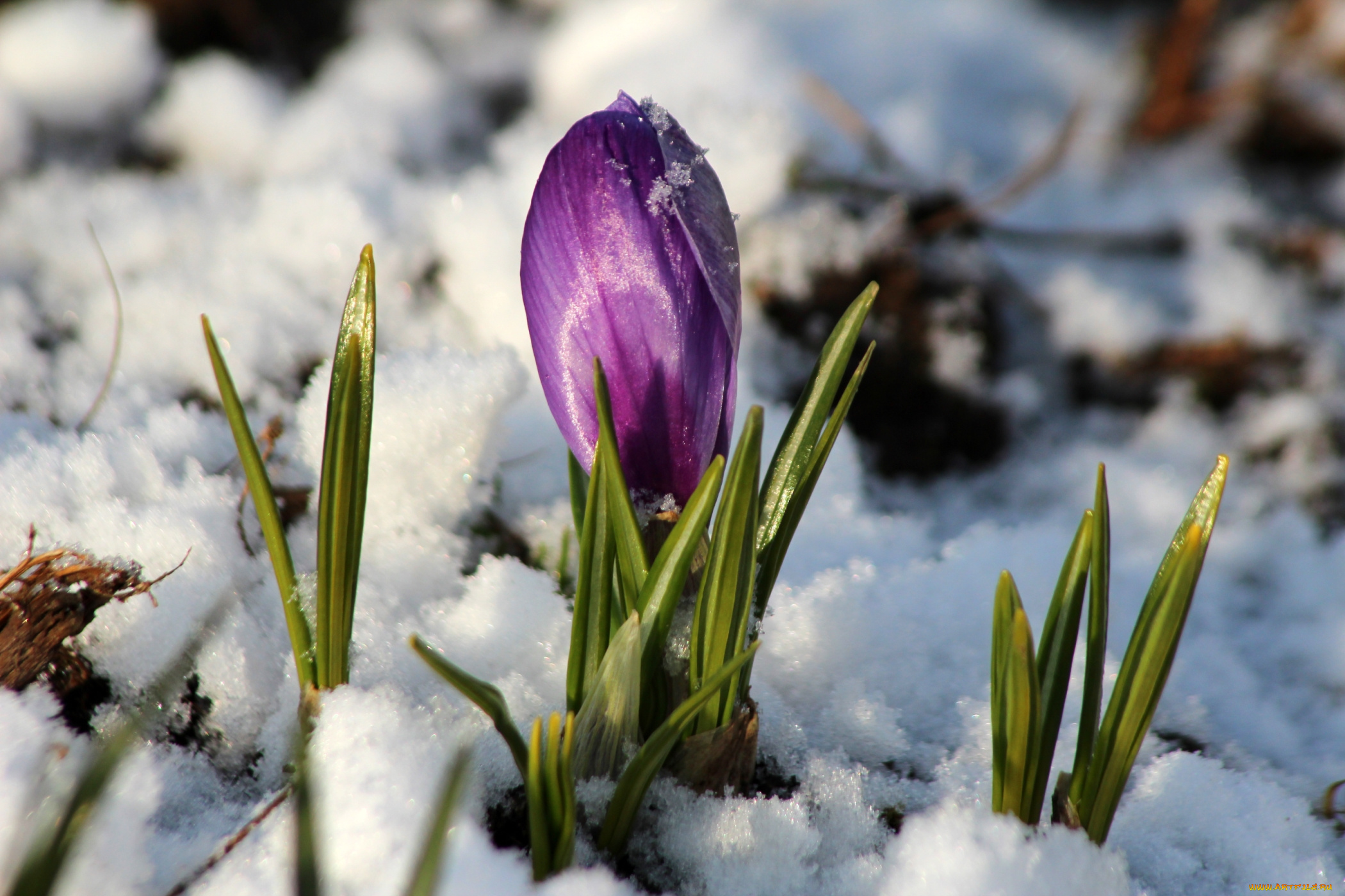 цветы, крокусы, снег, бутон