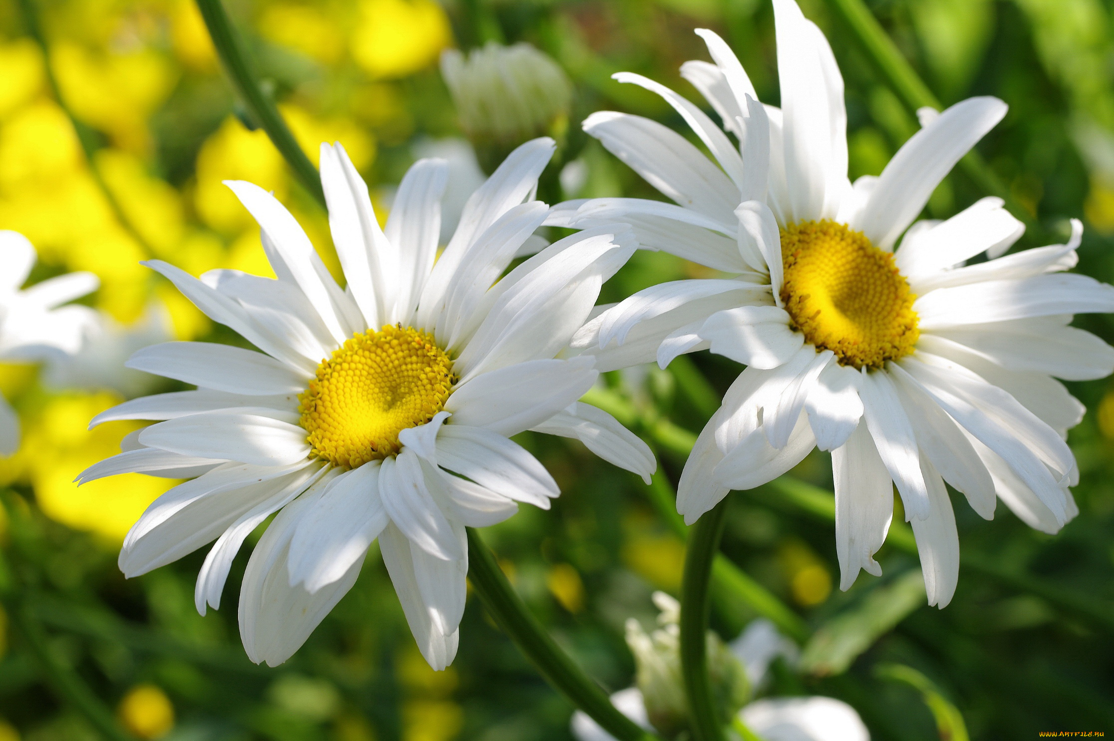 цветы, ромашки, пара