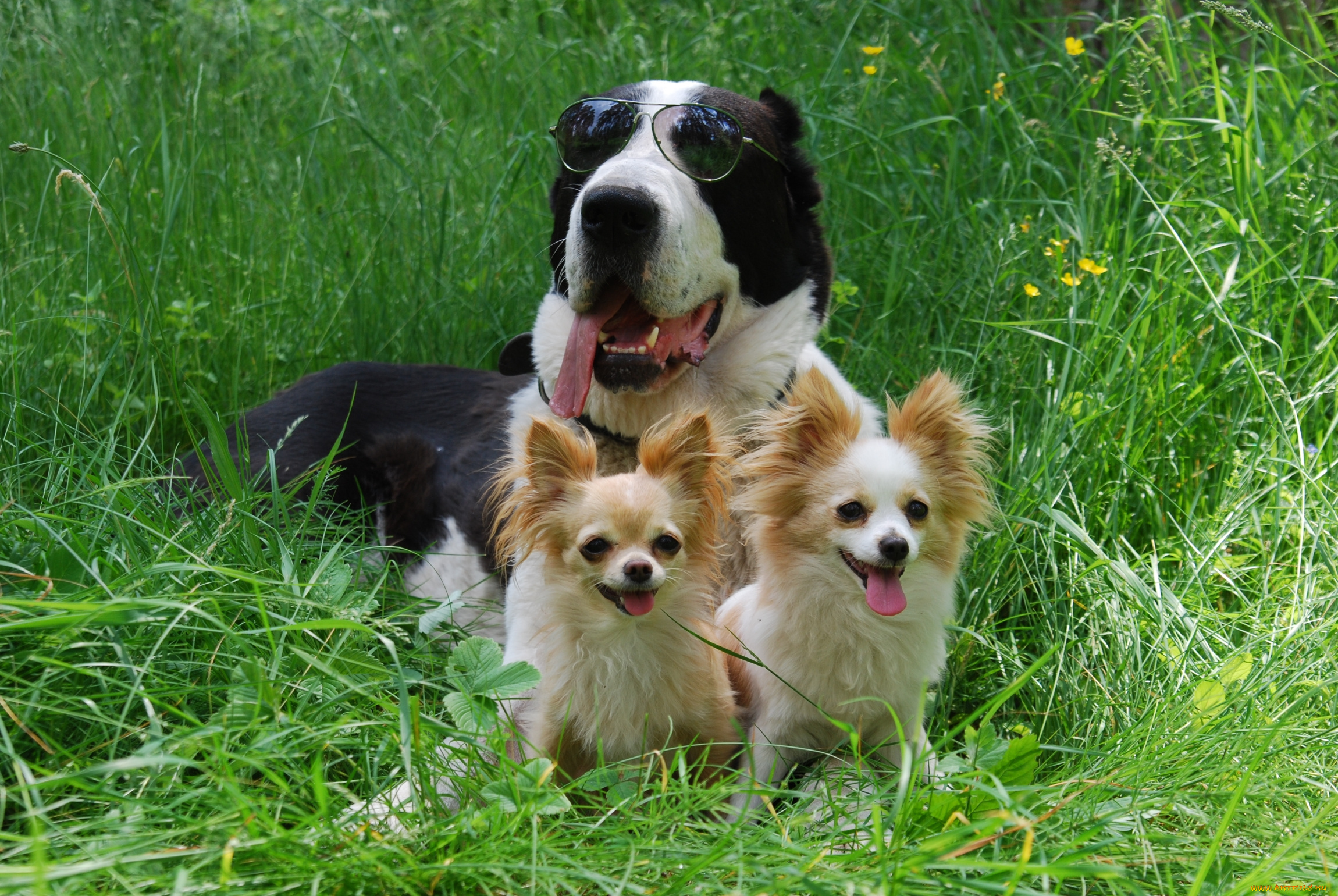 животные, собаки, трио, очки