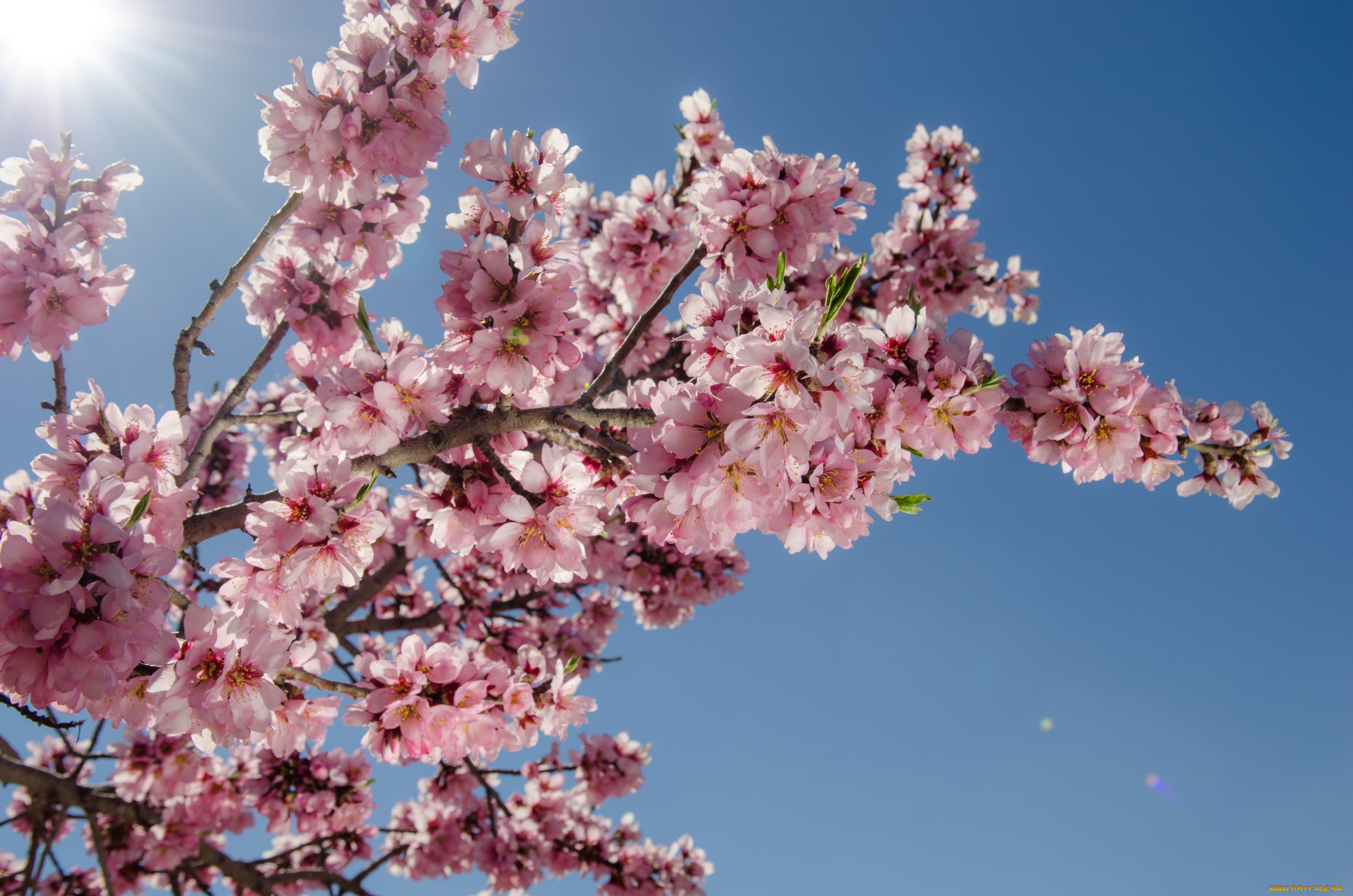 цветы, цветущие, деревья, , , кустарники, весна