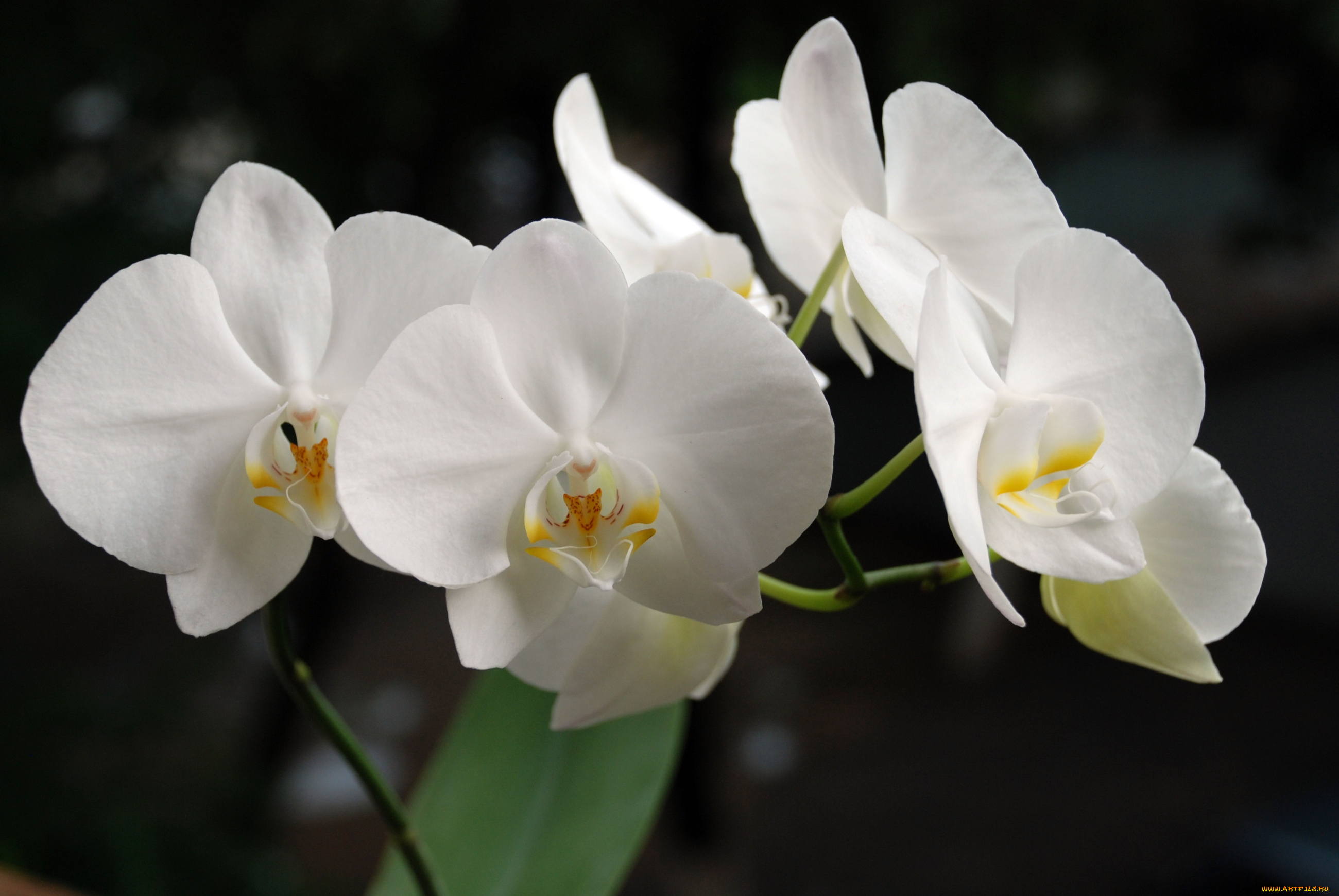 цветы, орхидеи, белый