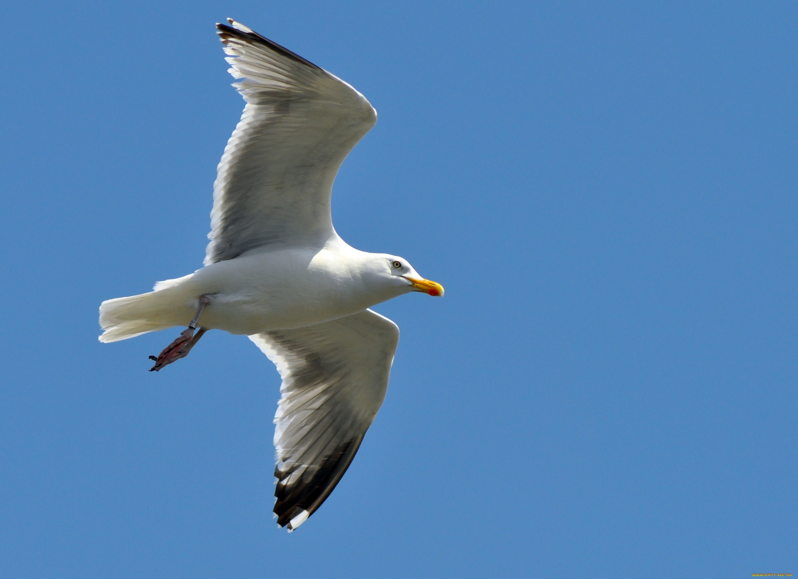 животные, Чайки, , бакланы, , крачки, полет