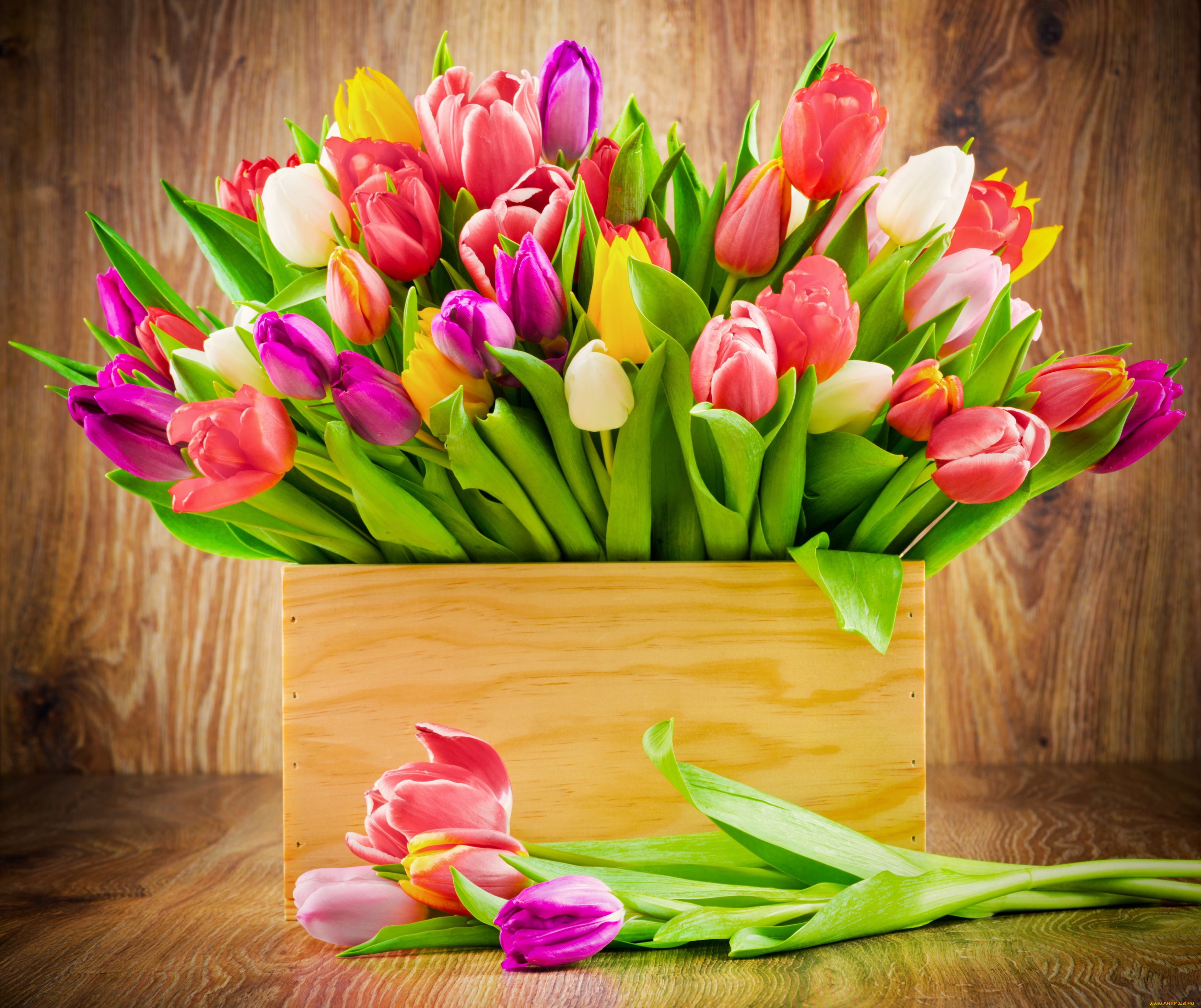 цветы, тюльпаны, colorful, flowers, tulips