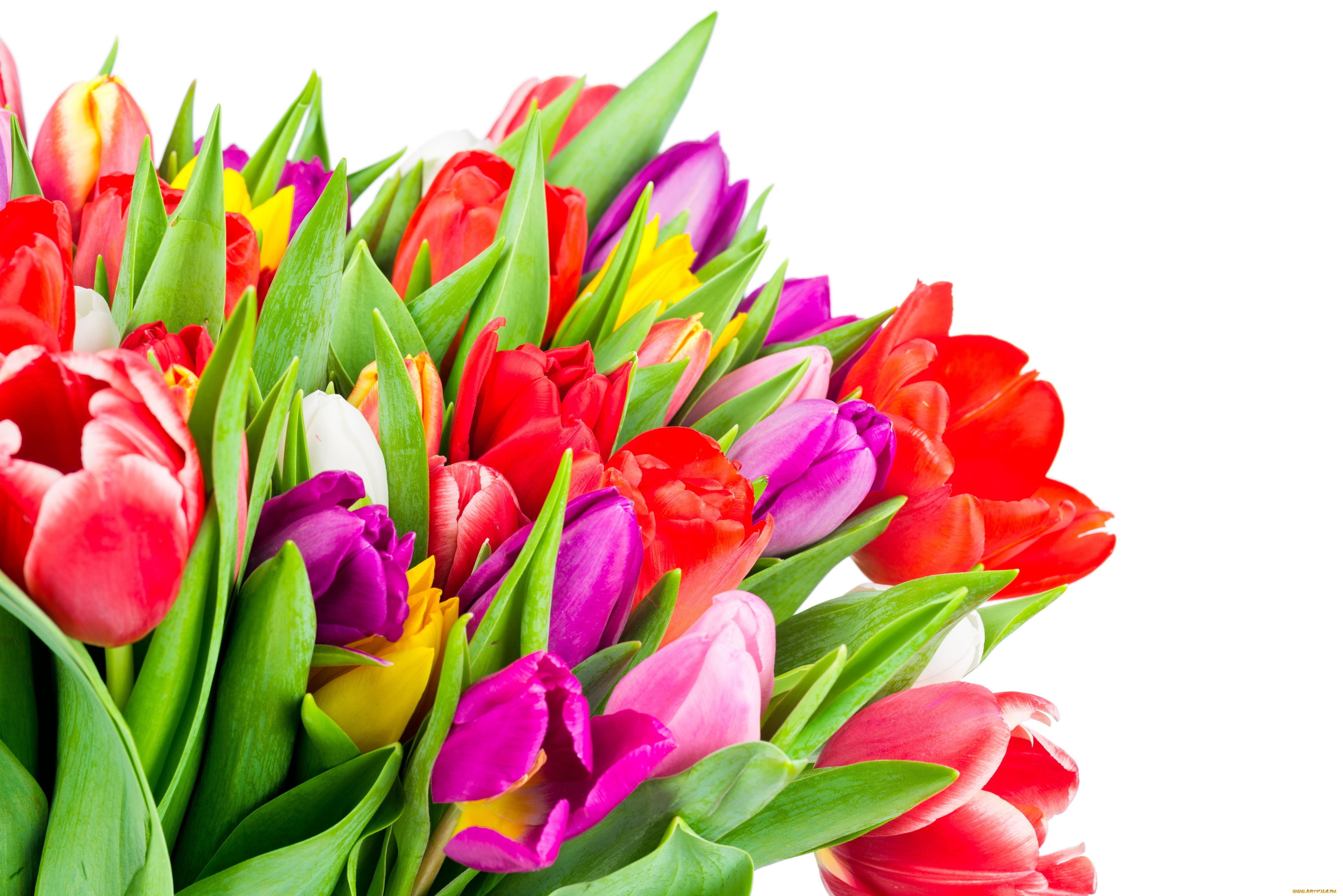 цветы, тюльпаны, colorful, tulips, flowers